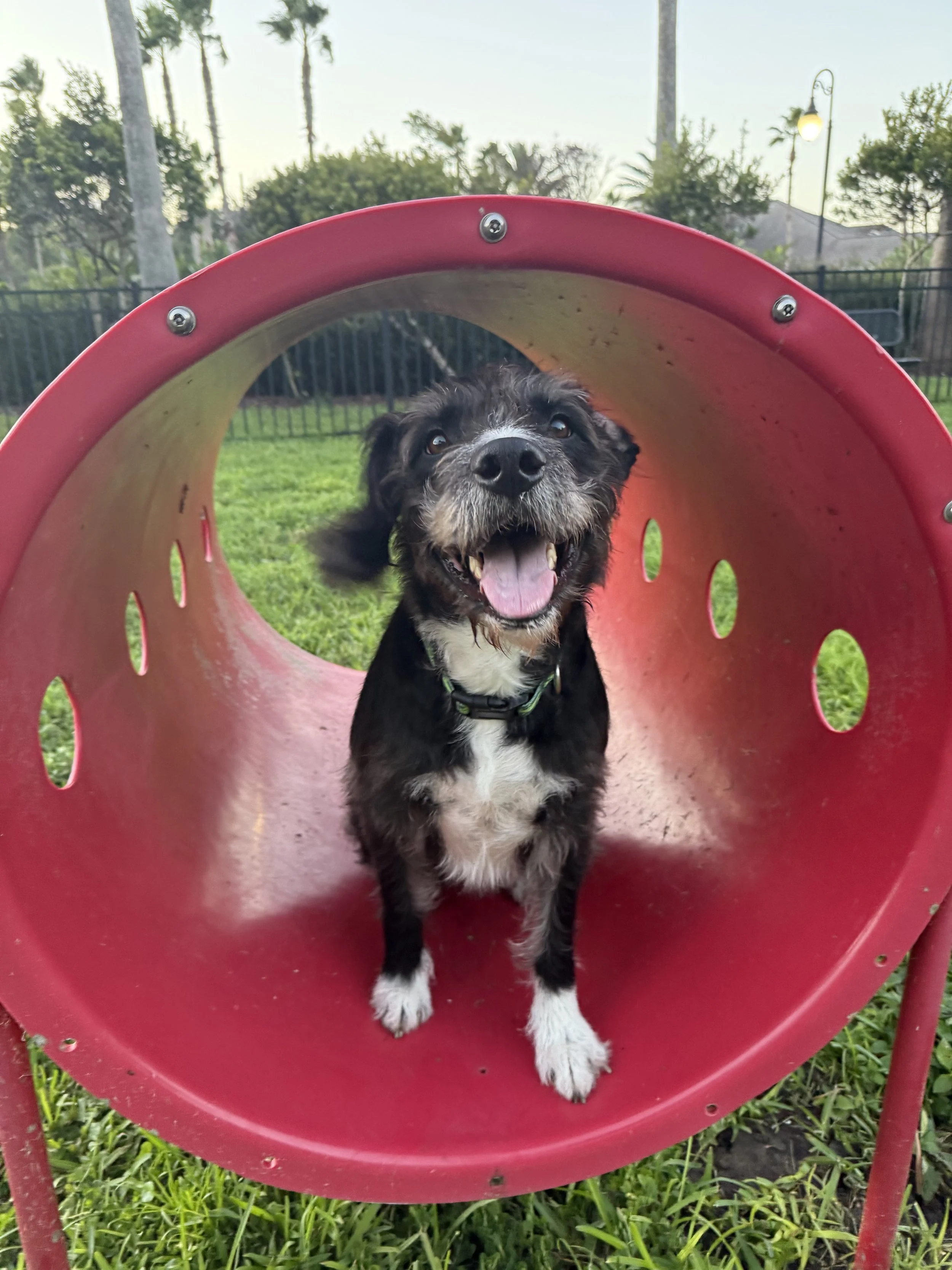 A playful black and white dog with floppy ears and a big smile, standing inside a red playground tunnel with a grassy park in the background.