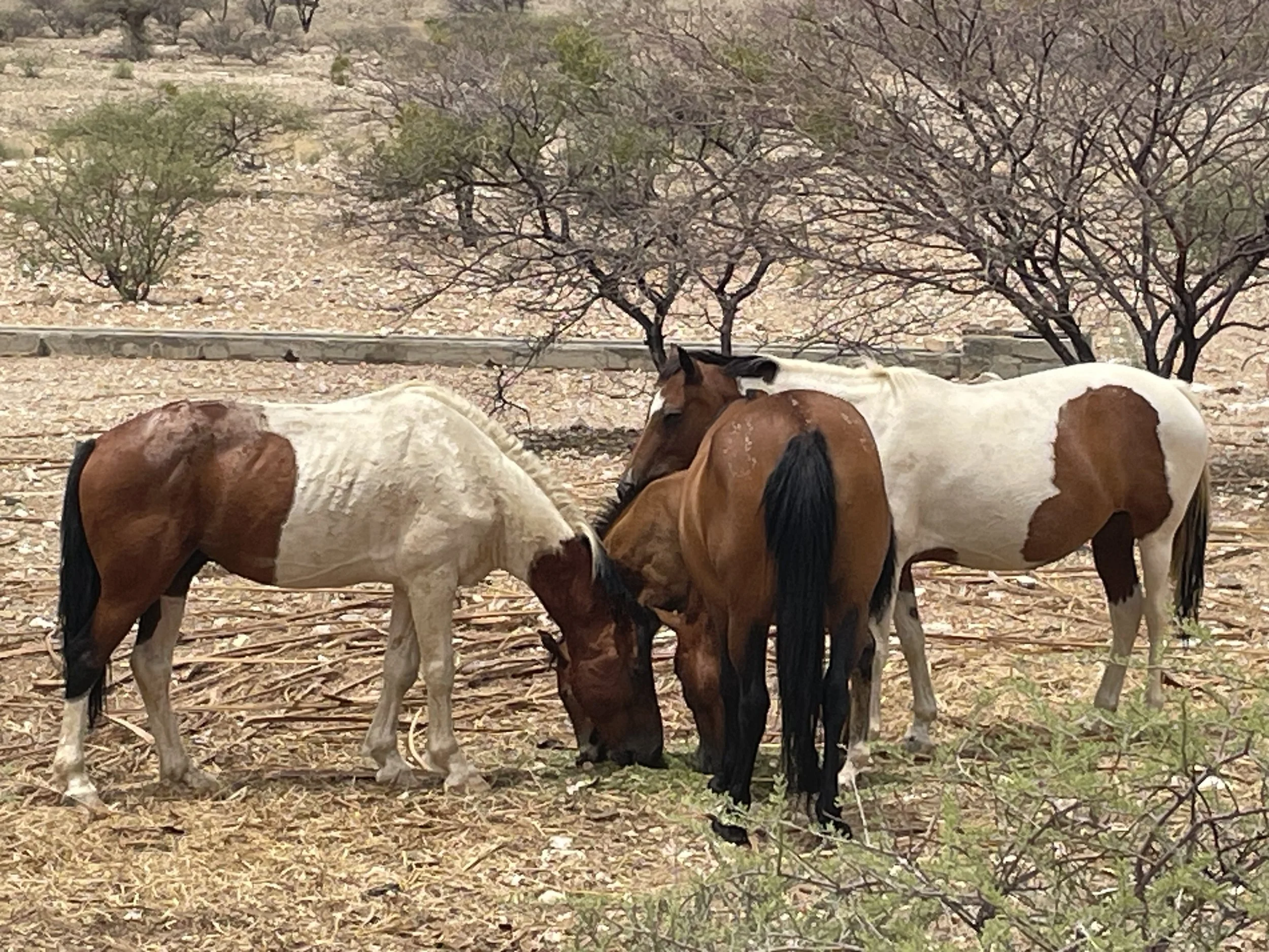 Equinologie