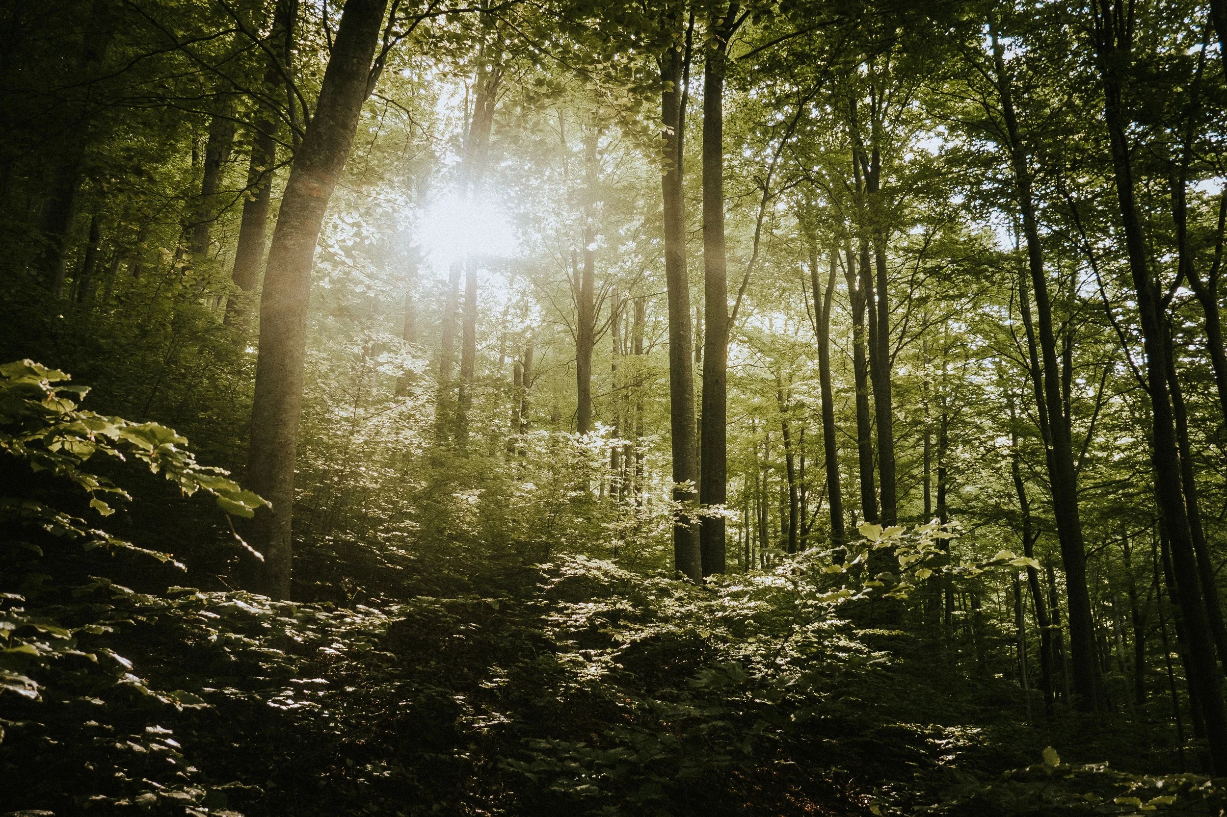 Fantasy in the Forest - Frontenac (July)