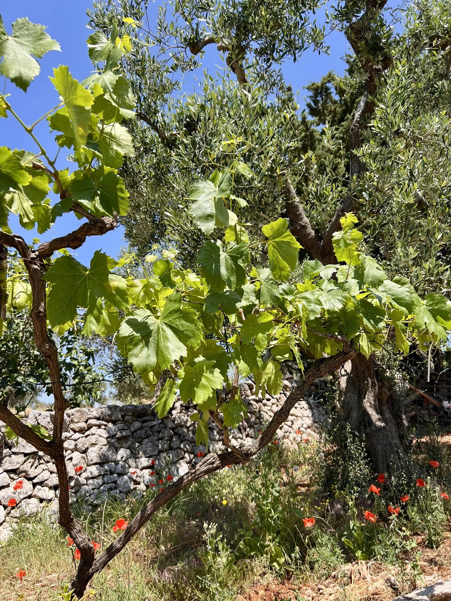 One of the grape vines