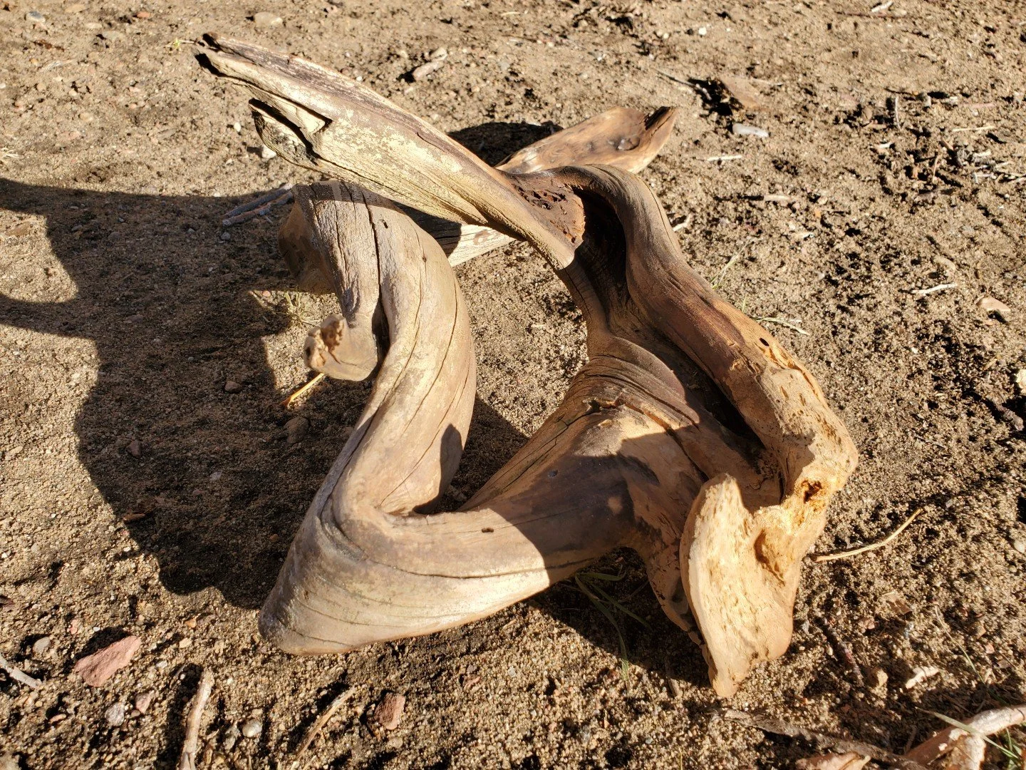 Wonky Root_Progress (6).jpg