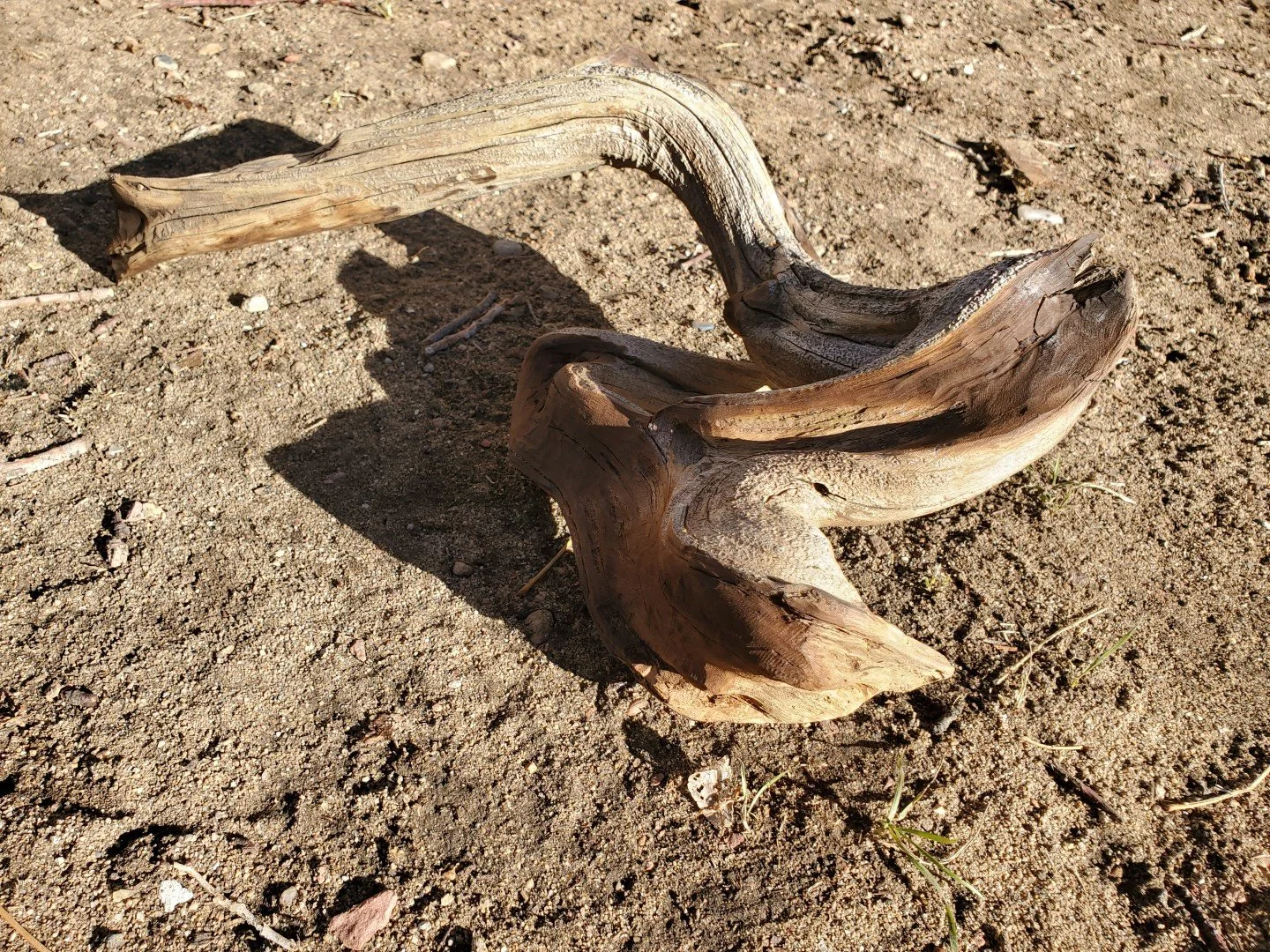 Wonky Root_Progress (2).jpg