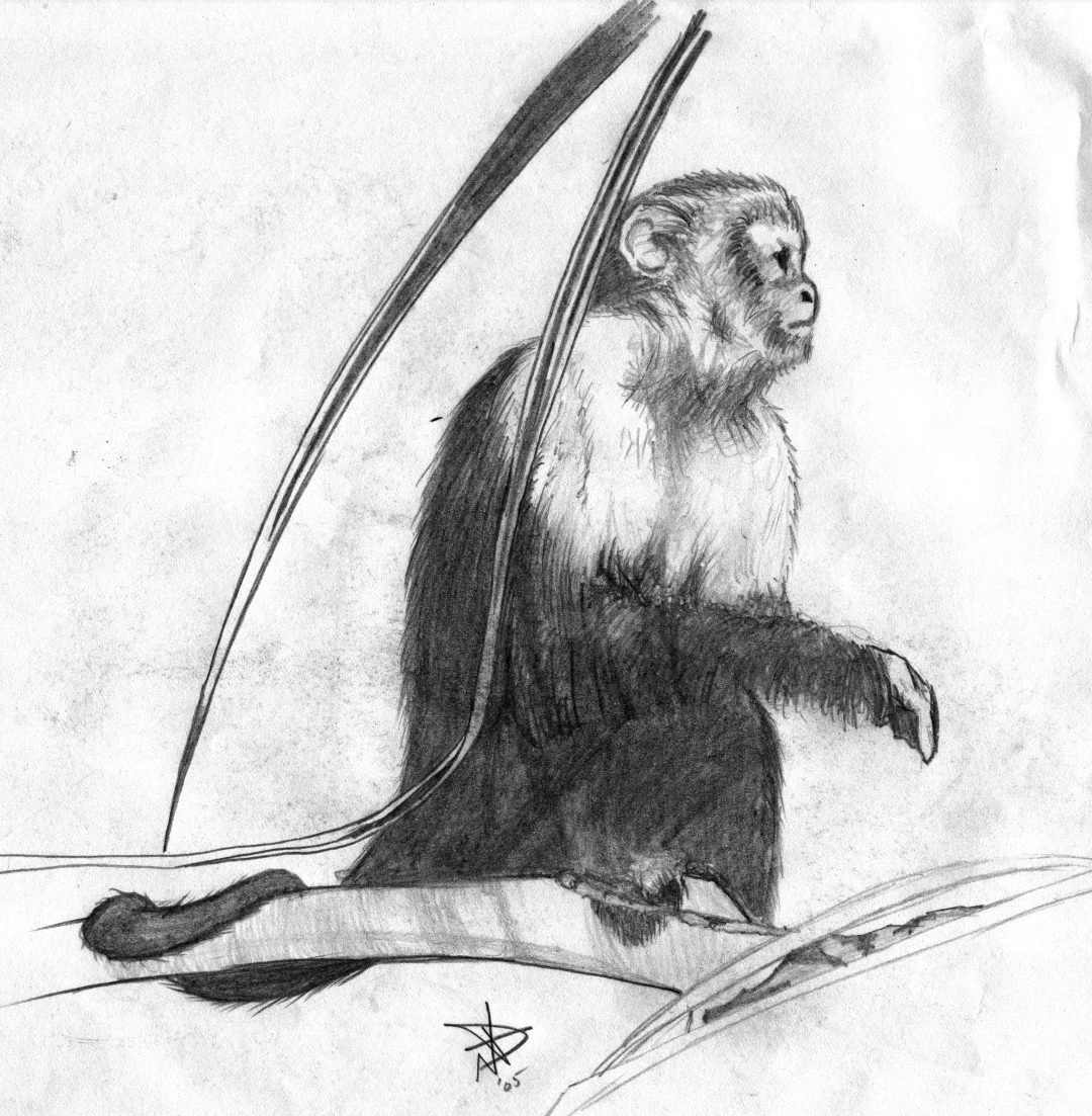 Monkey (3).jpg