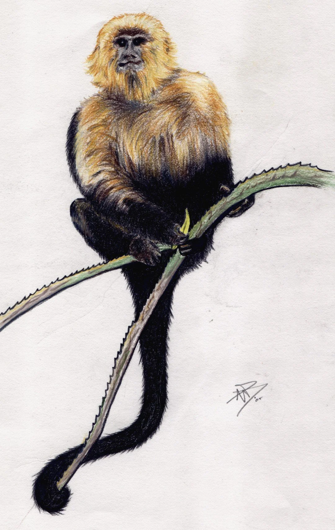 Monkey (7).jpg