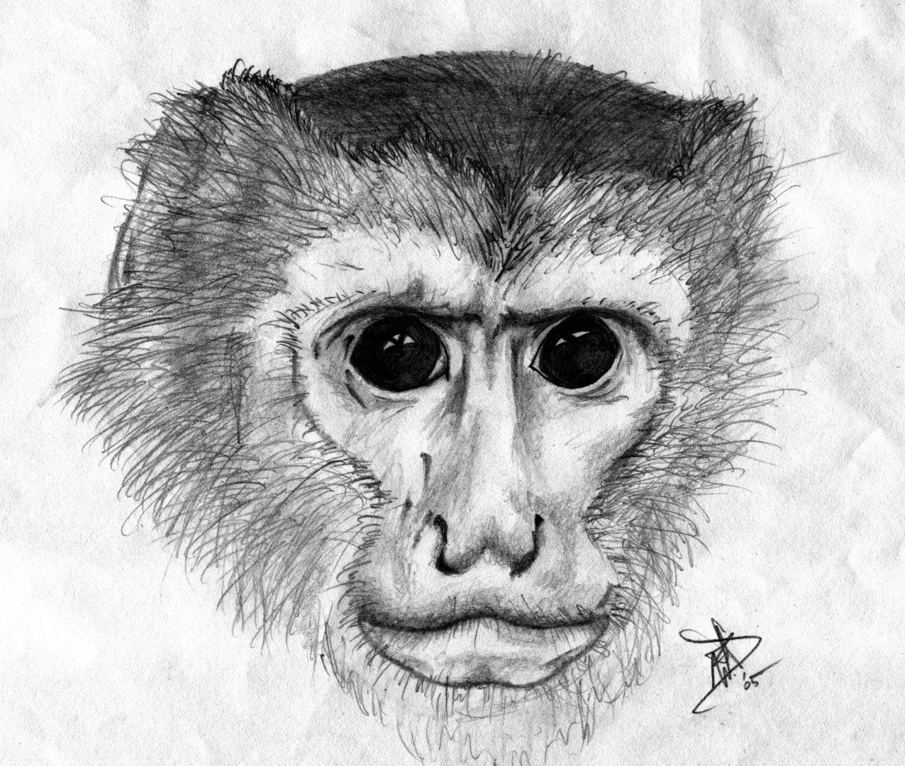 Monkey (1).jpg