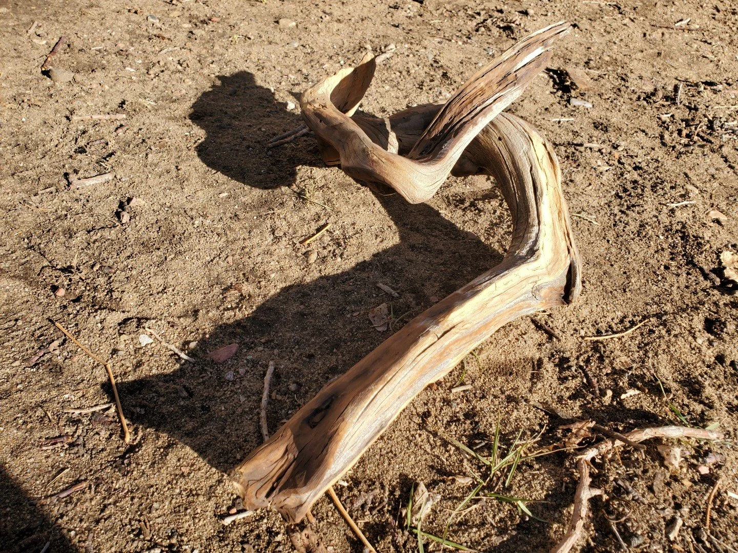 Wonky Root_Progress (8).jpg