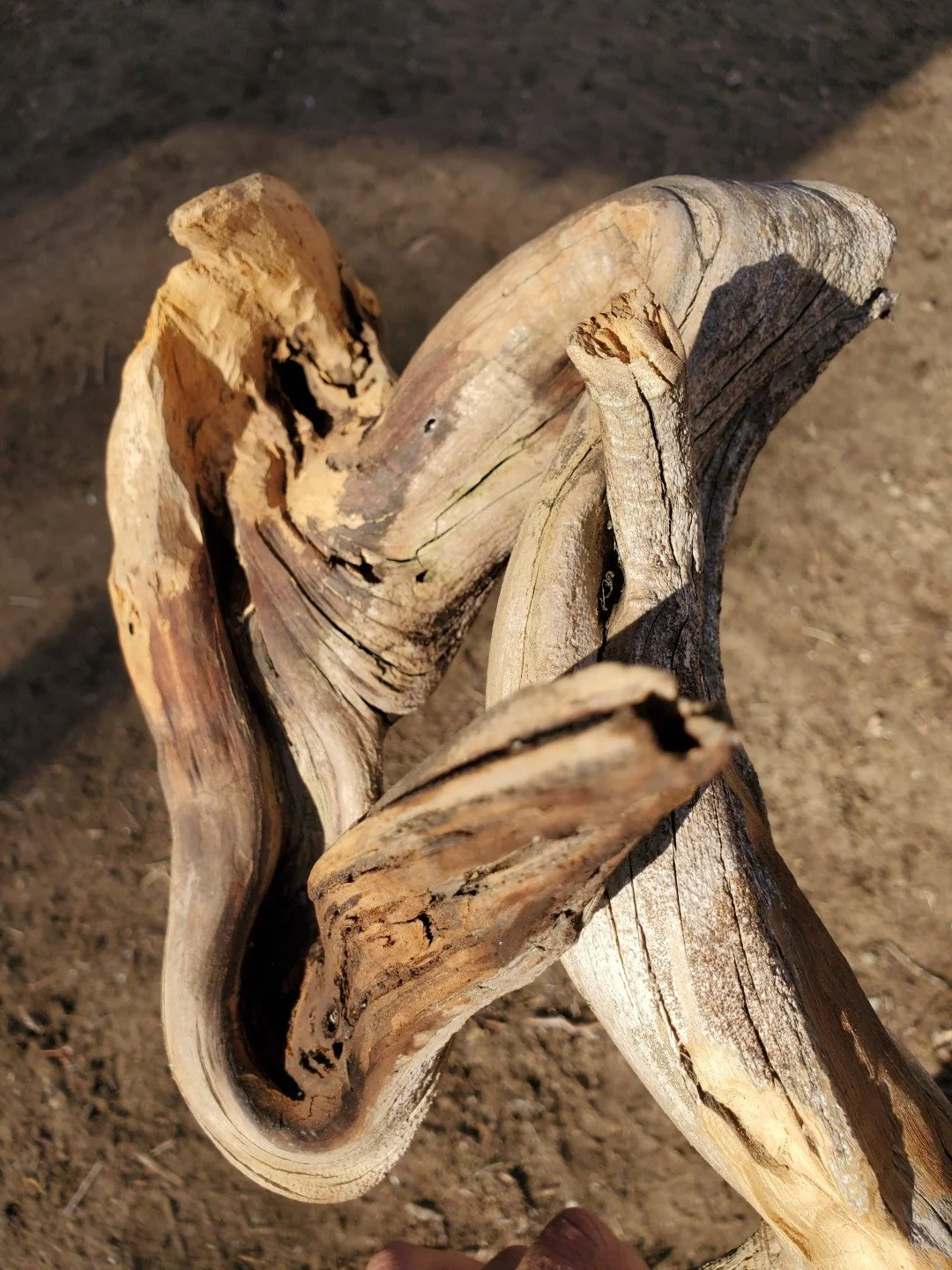 Wonky Root_Progress (9).jpg