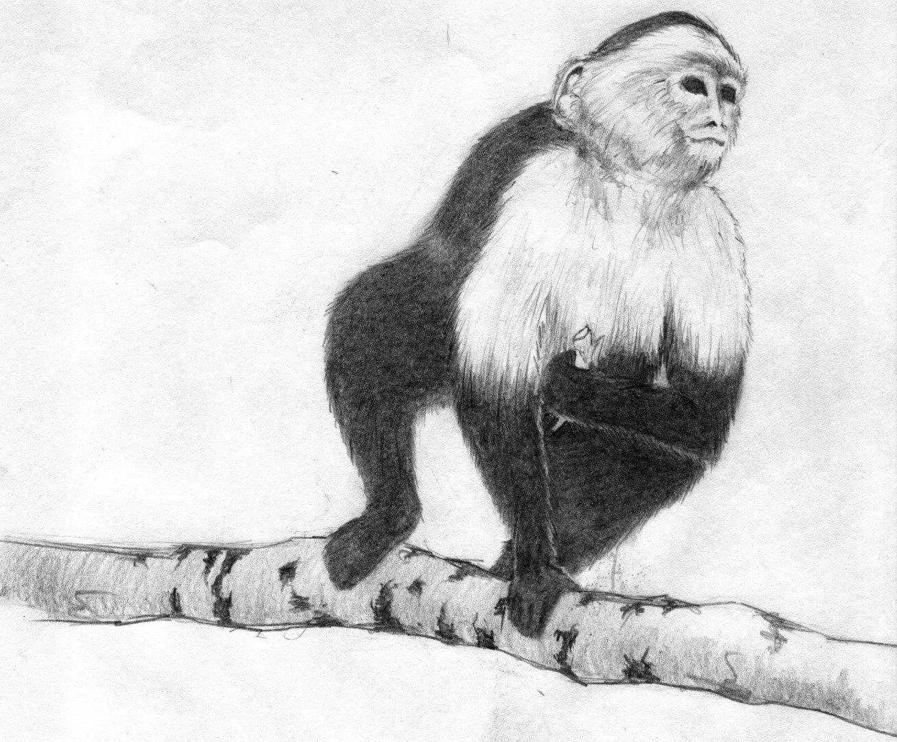 Monkey (5).jpg