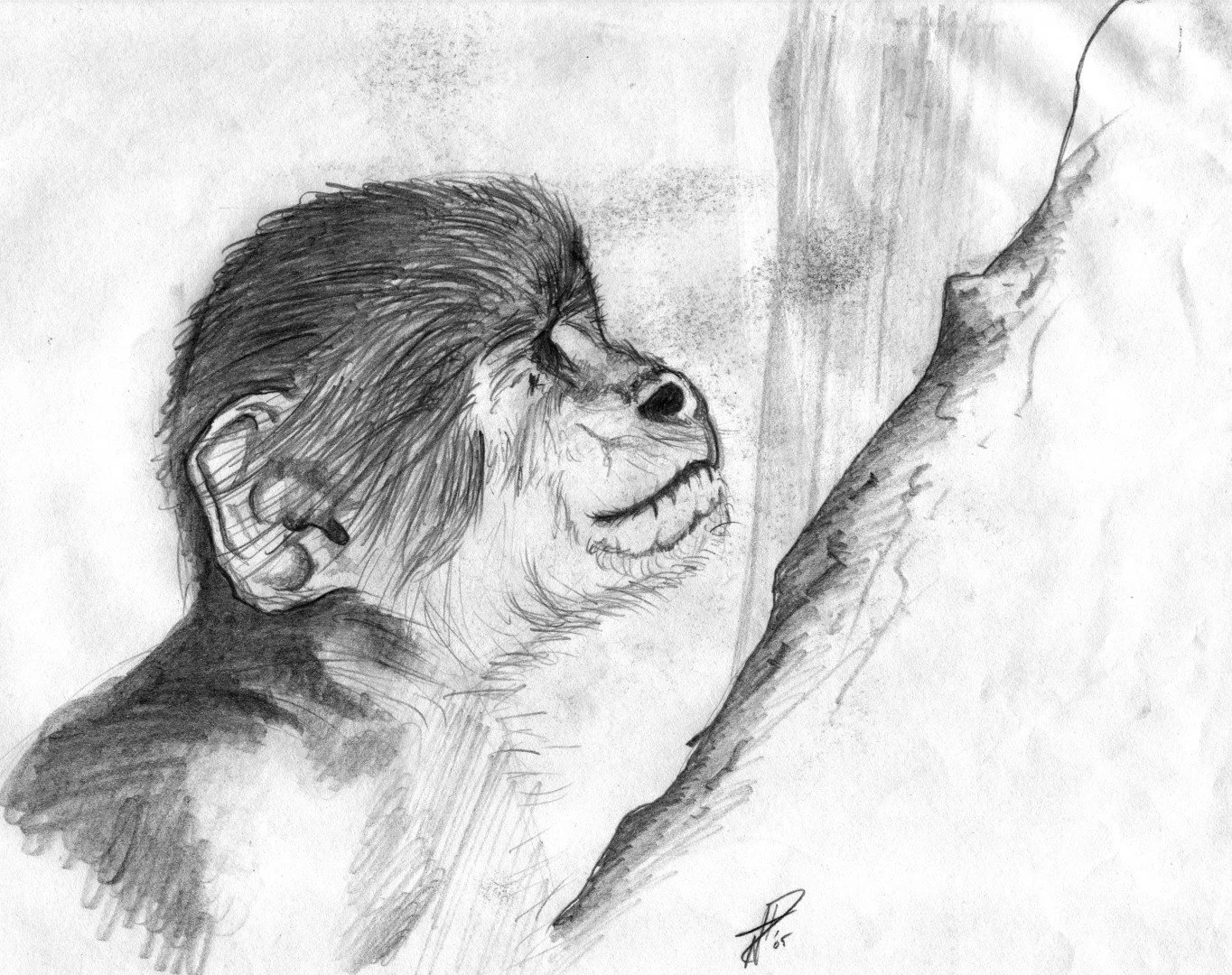 Monkey (2).jpg