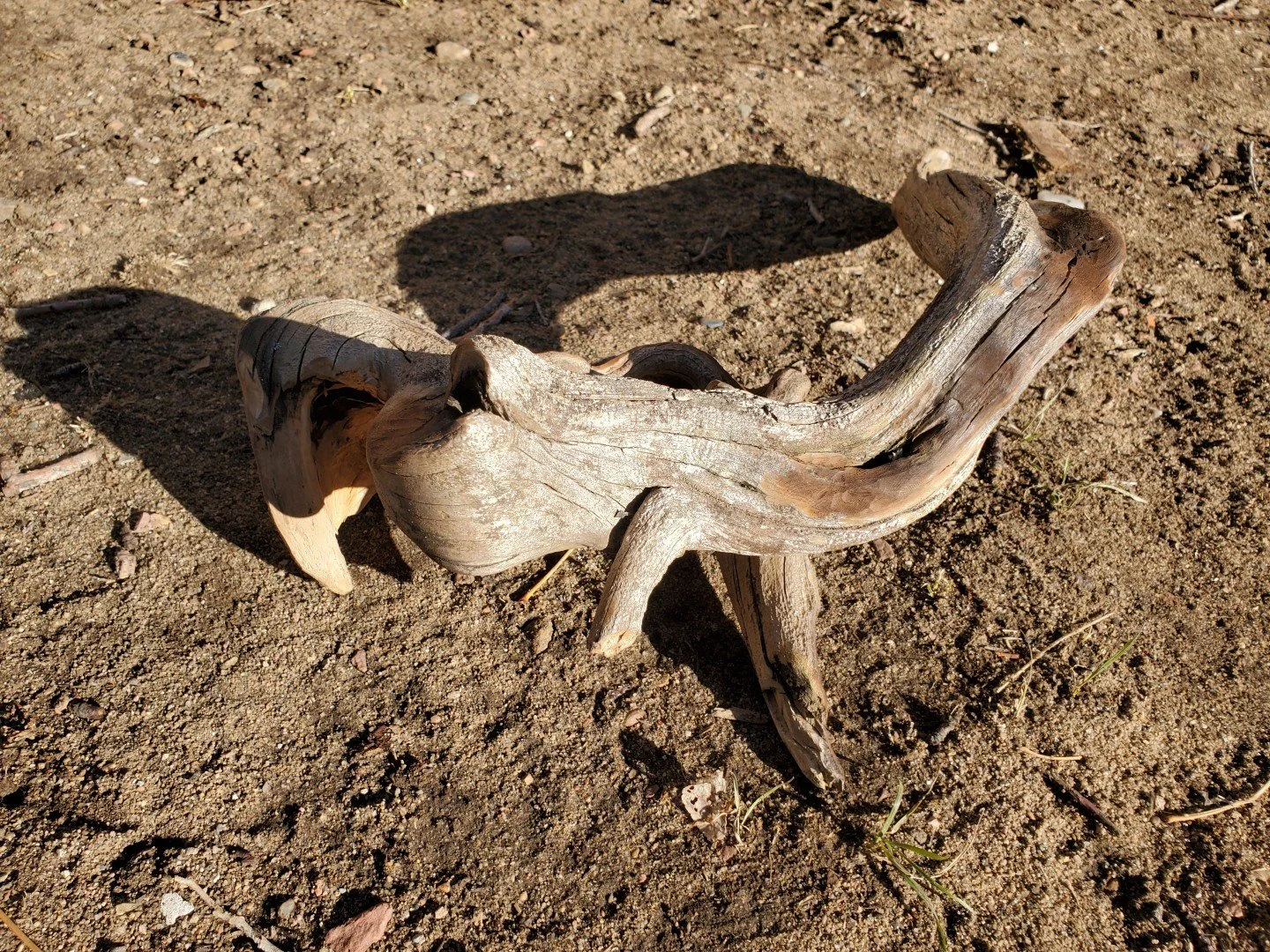 Wonky Root_Progress (3).jpg