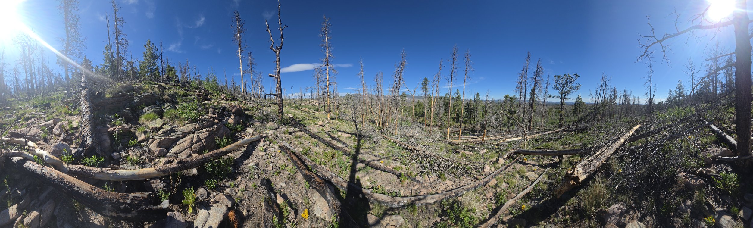 Panoramic view of a burned forest with charred trees, some fallen, under a bright blue sky with sun glare.