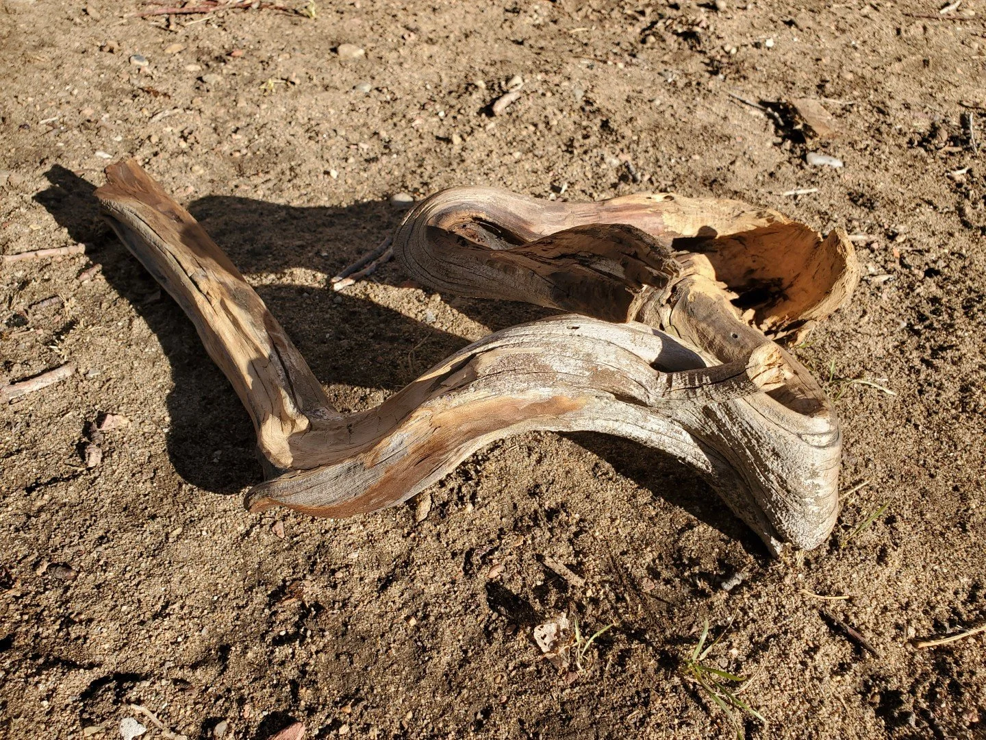 Wonky Root_Progress (5).jpg
