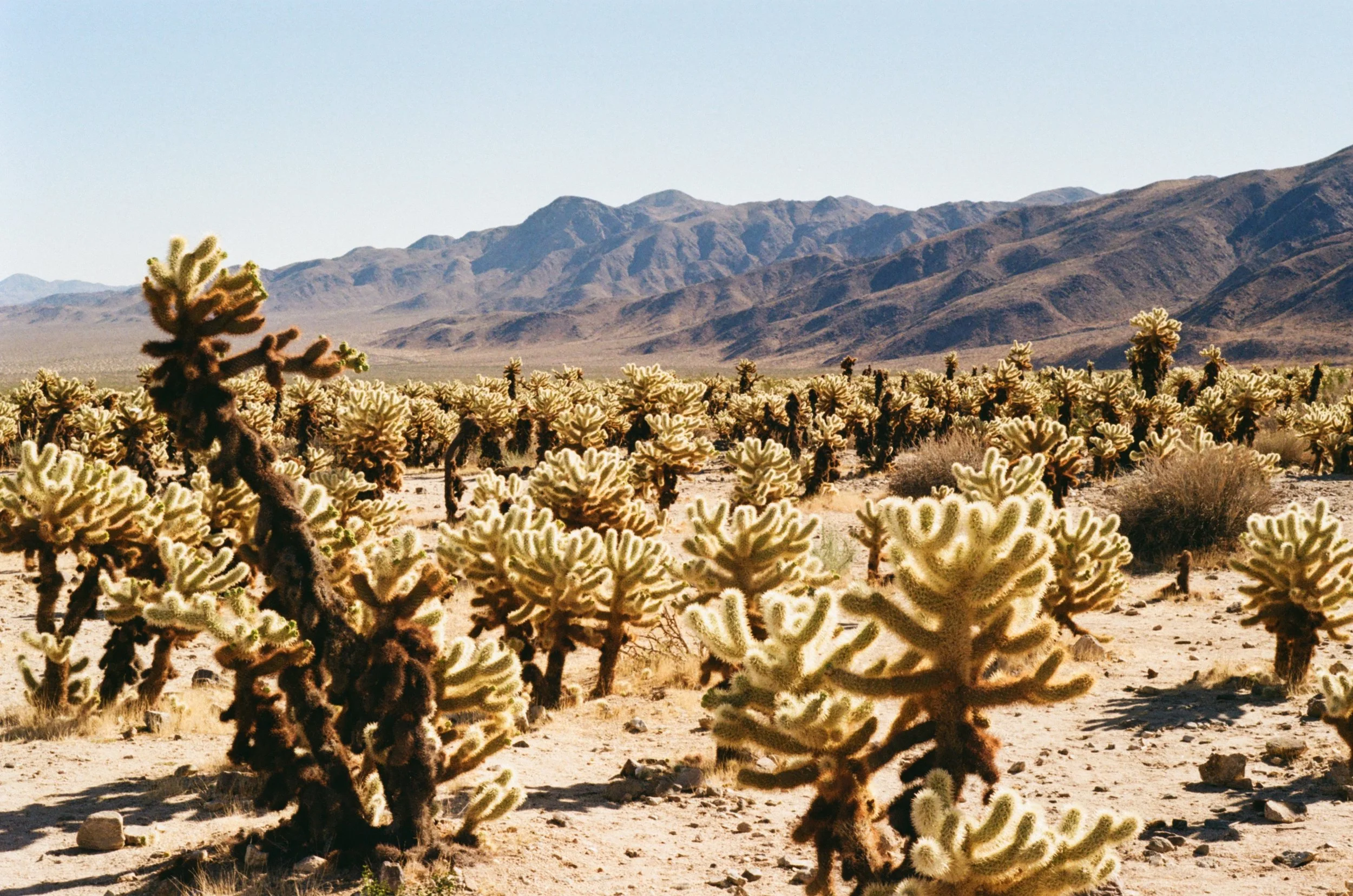 A desert landscape with a large field of cholla cacti in the foreground, rugged mountains in the background, and a clear blue sky above.