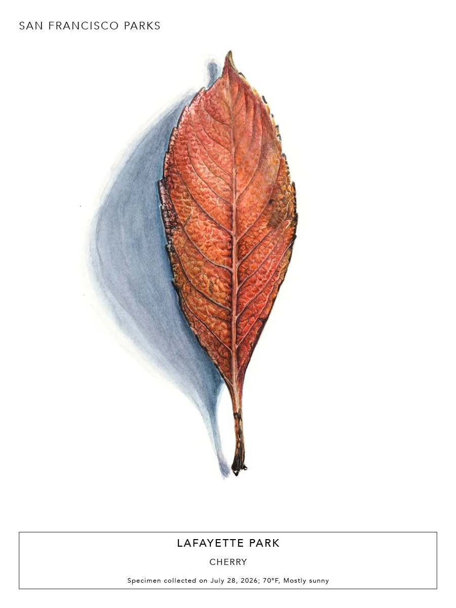Lafayette Park - Cherry