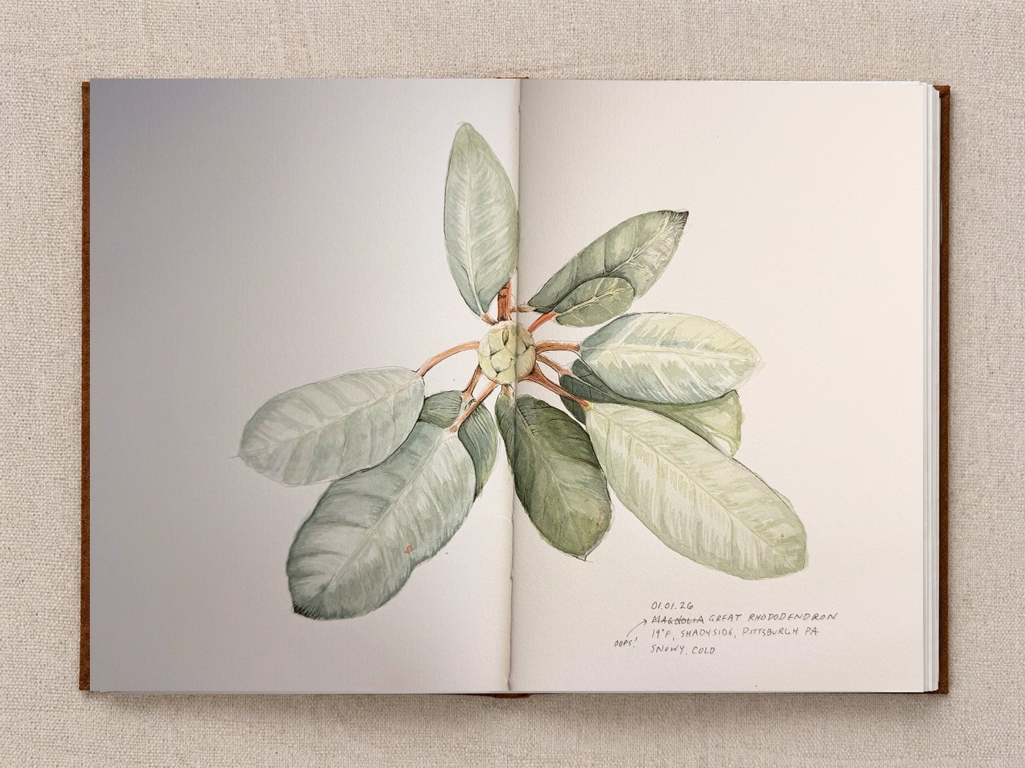 Great Rhododendron