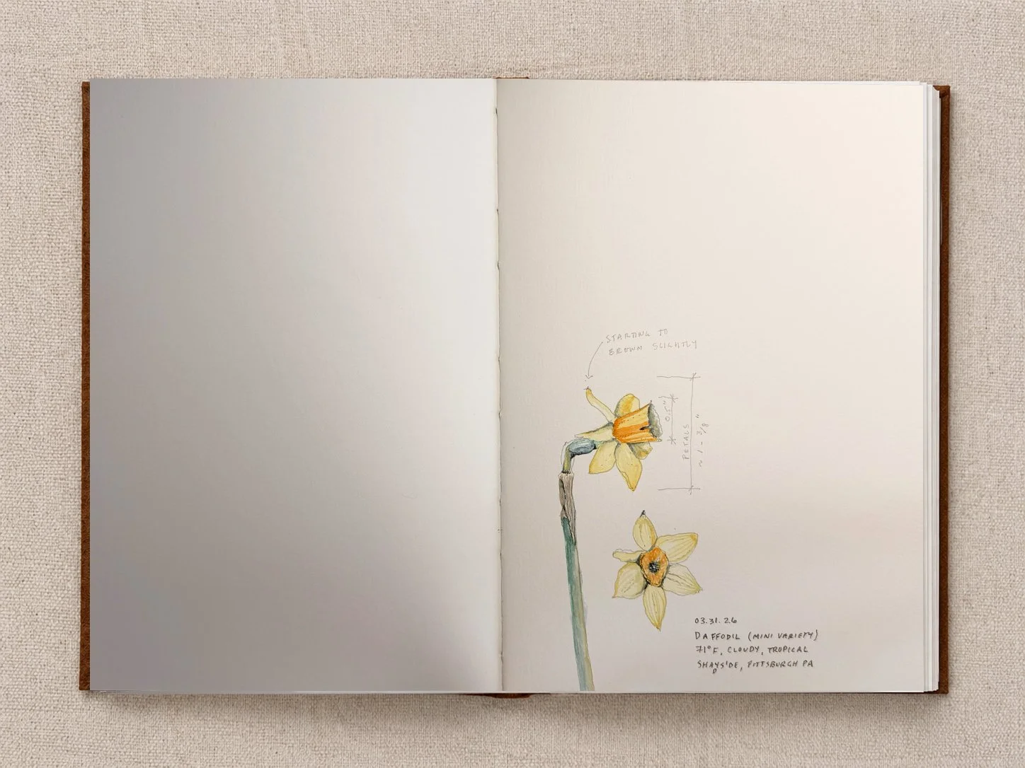 Daffodils