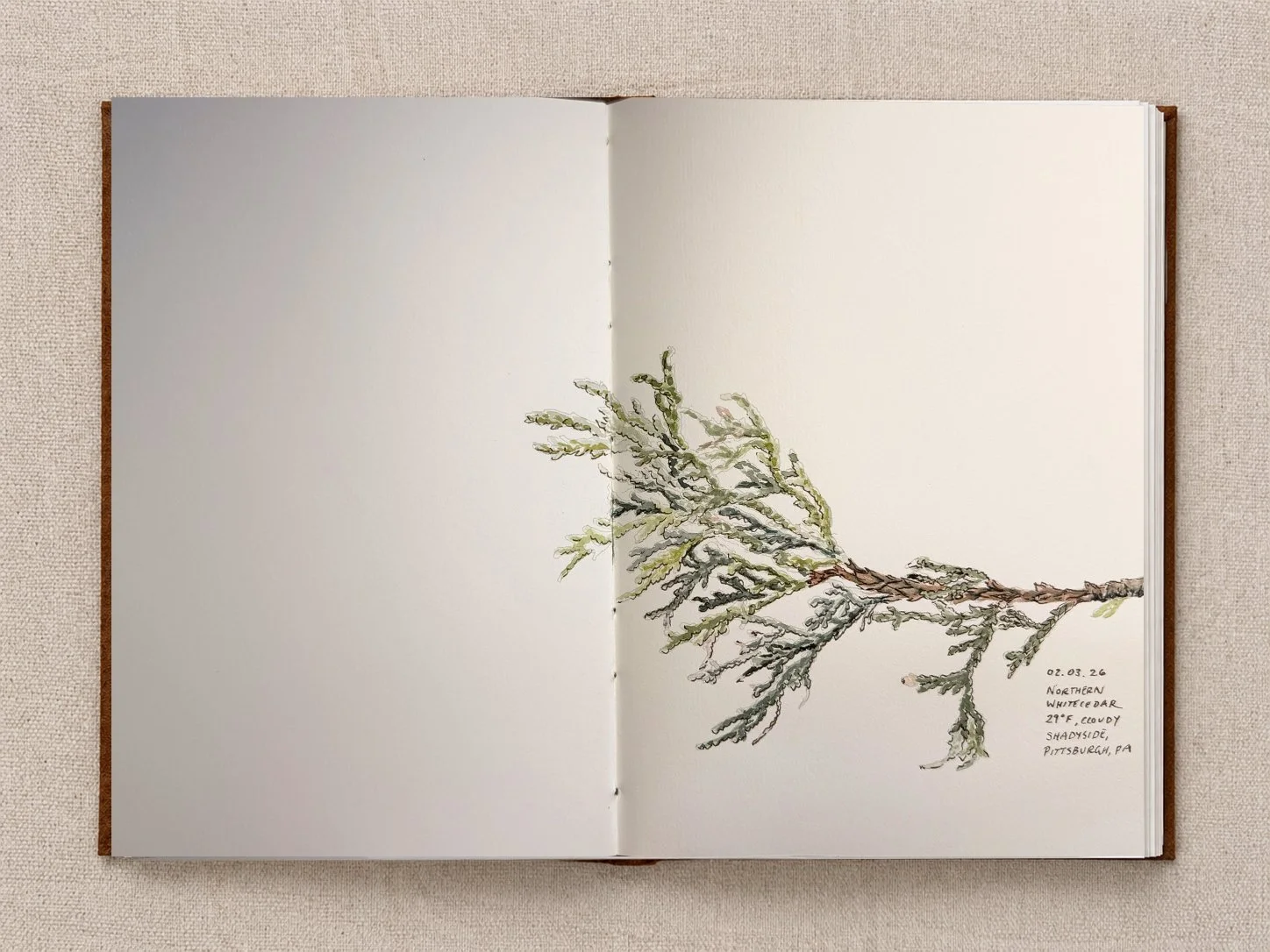 Eastern White Cedar