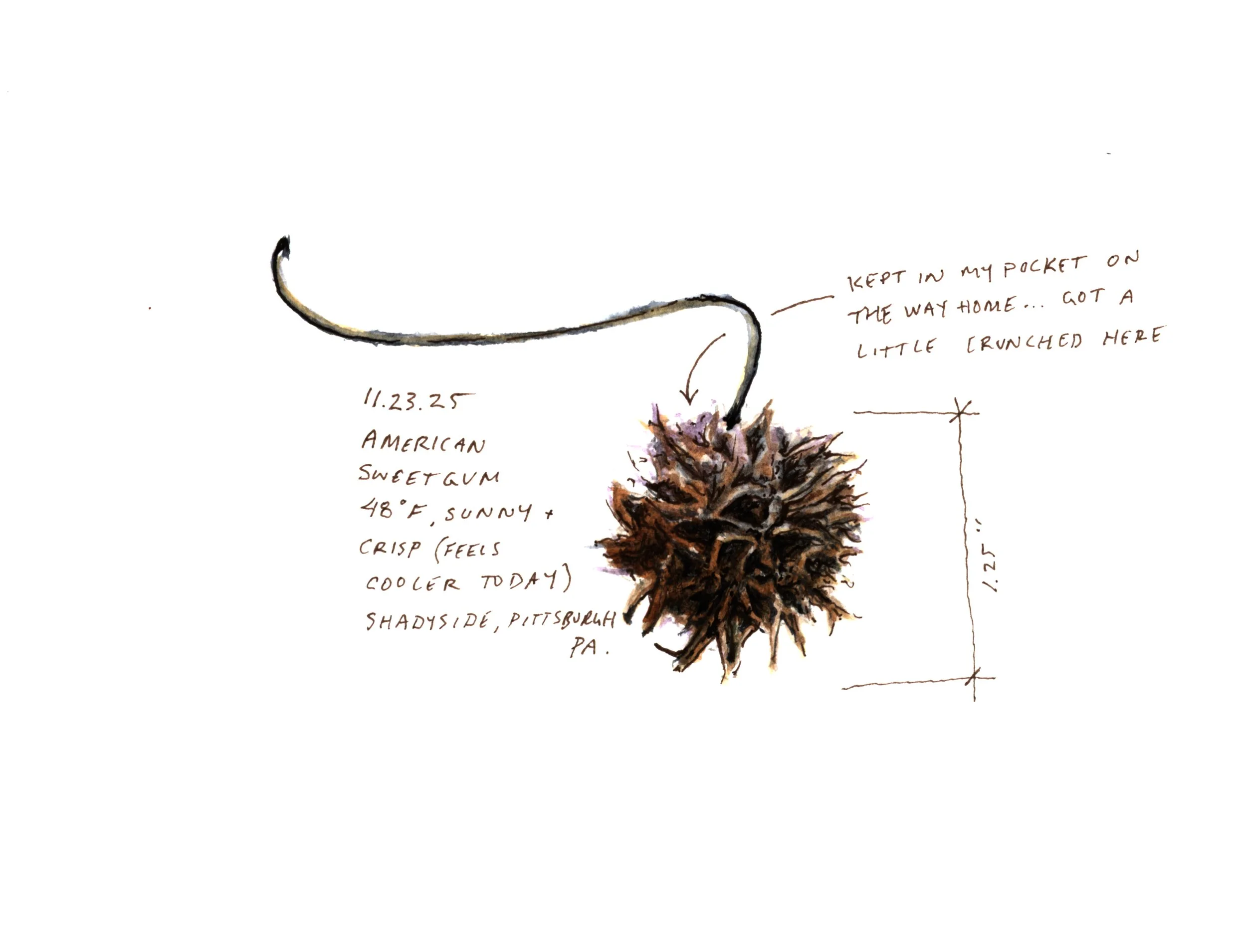 Sweetgum