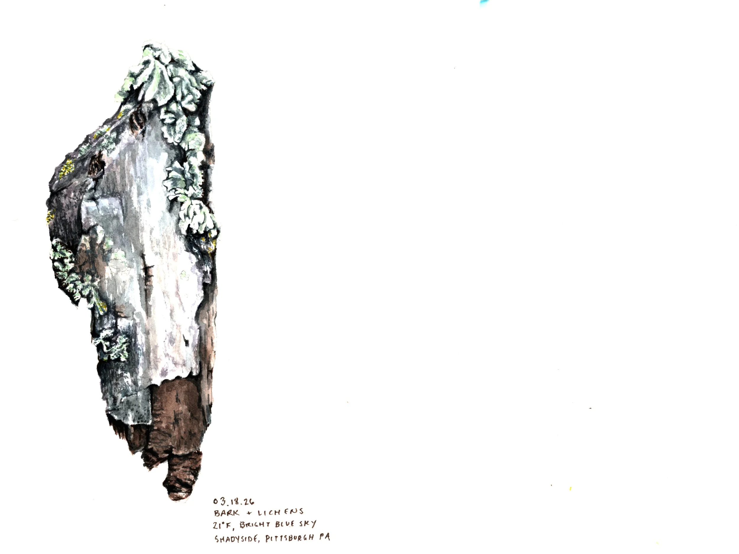 Lichens