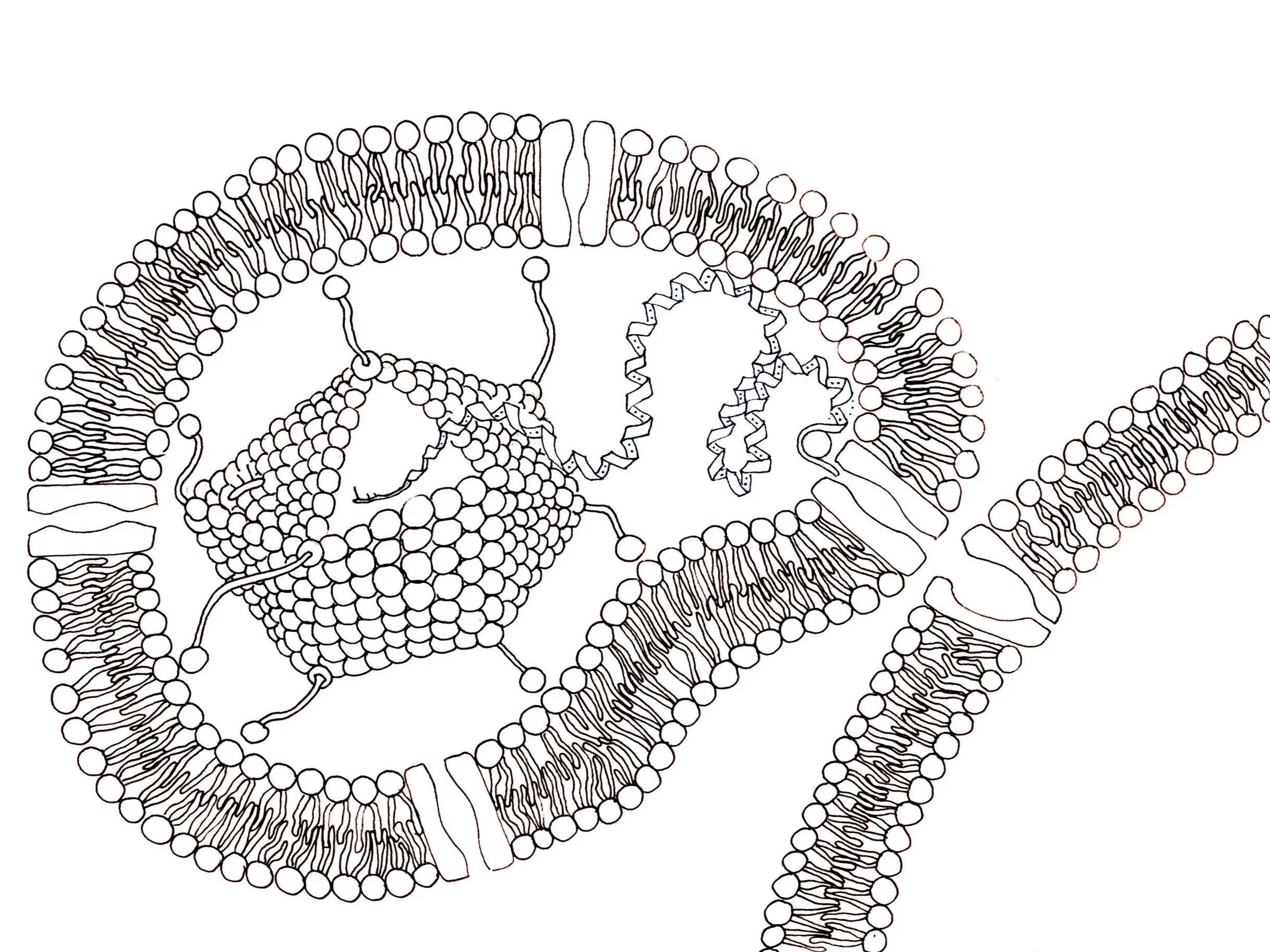 Infinite Membranes