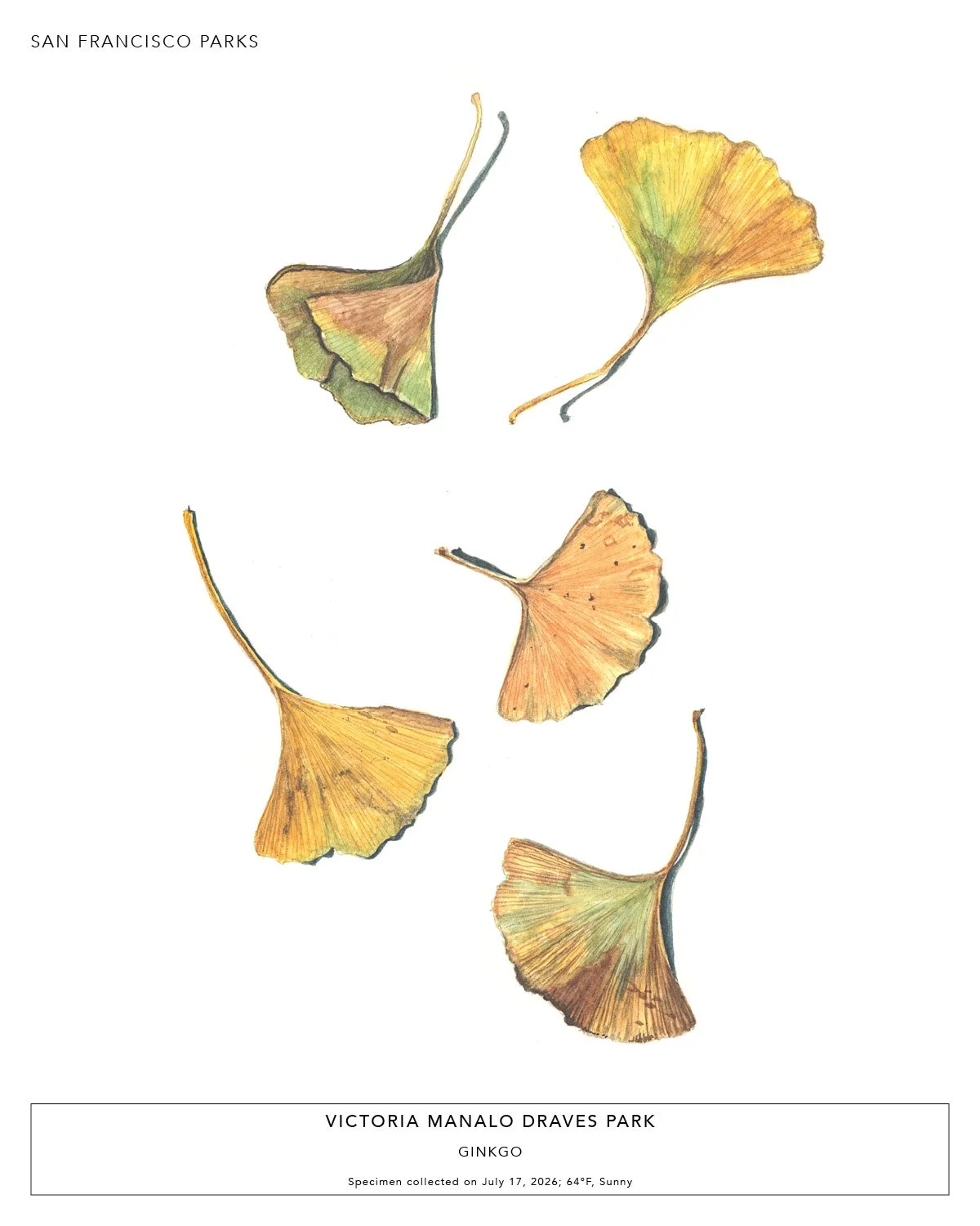 Victoria Manalo Draves Park - Ginkgo