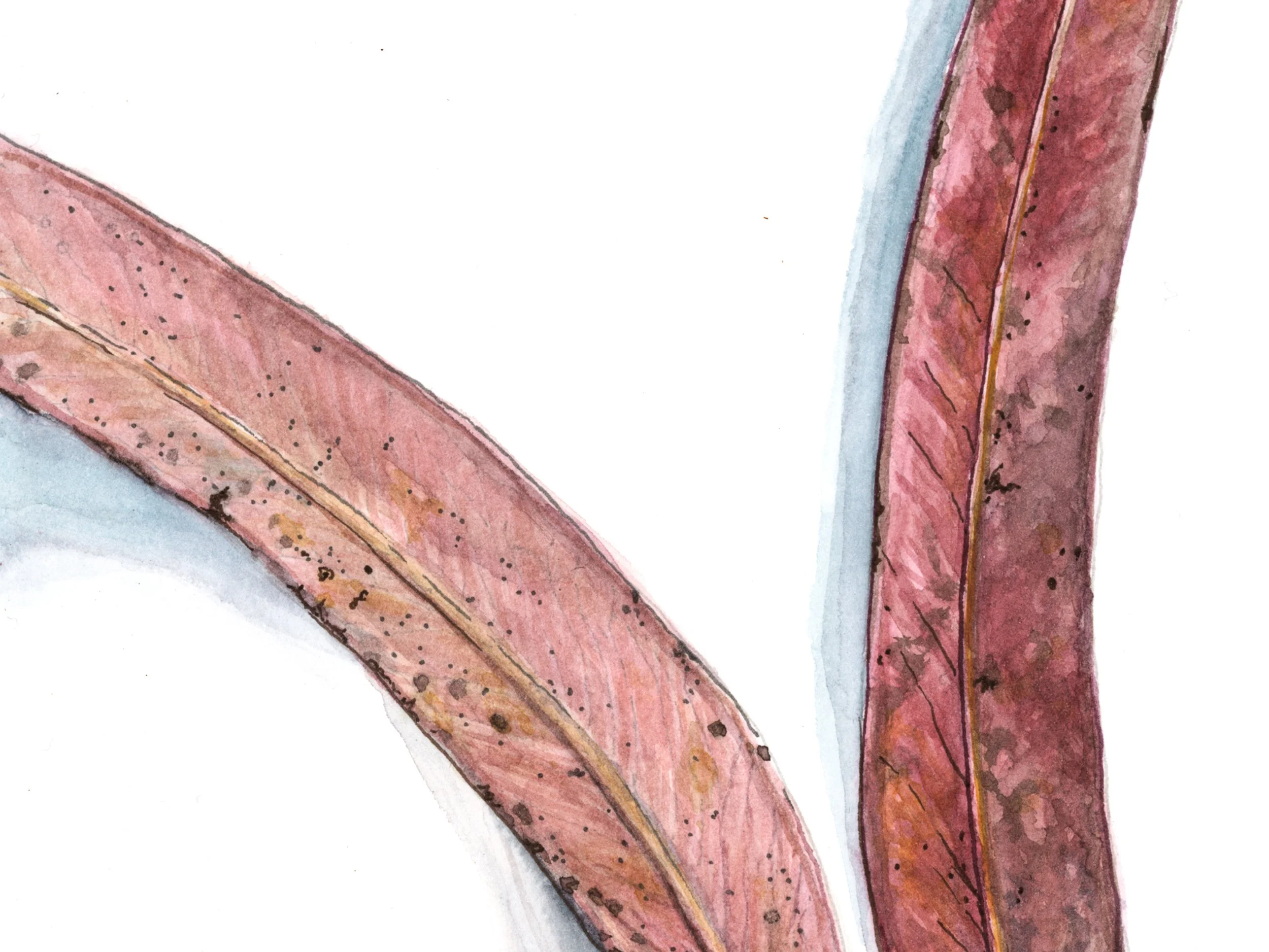Eucalyptus-Detail.jpg