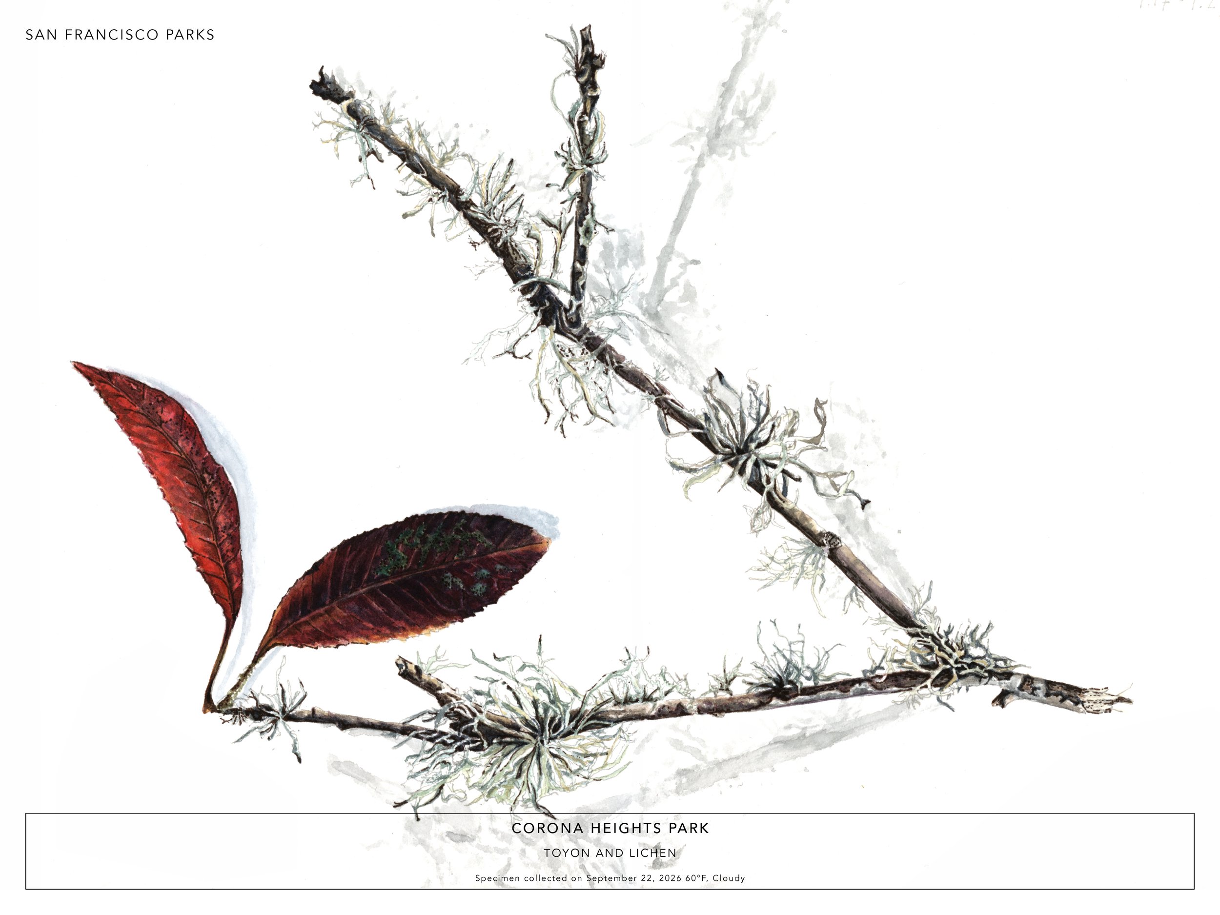 Corona Heights Park-Toyon and Lichen.jpg