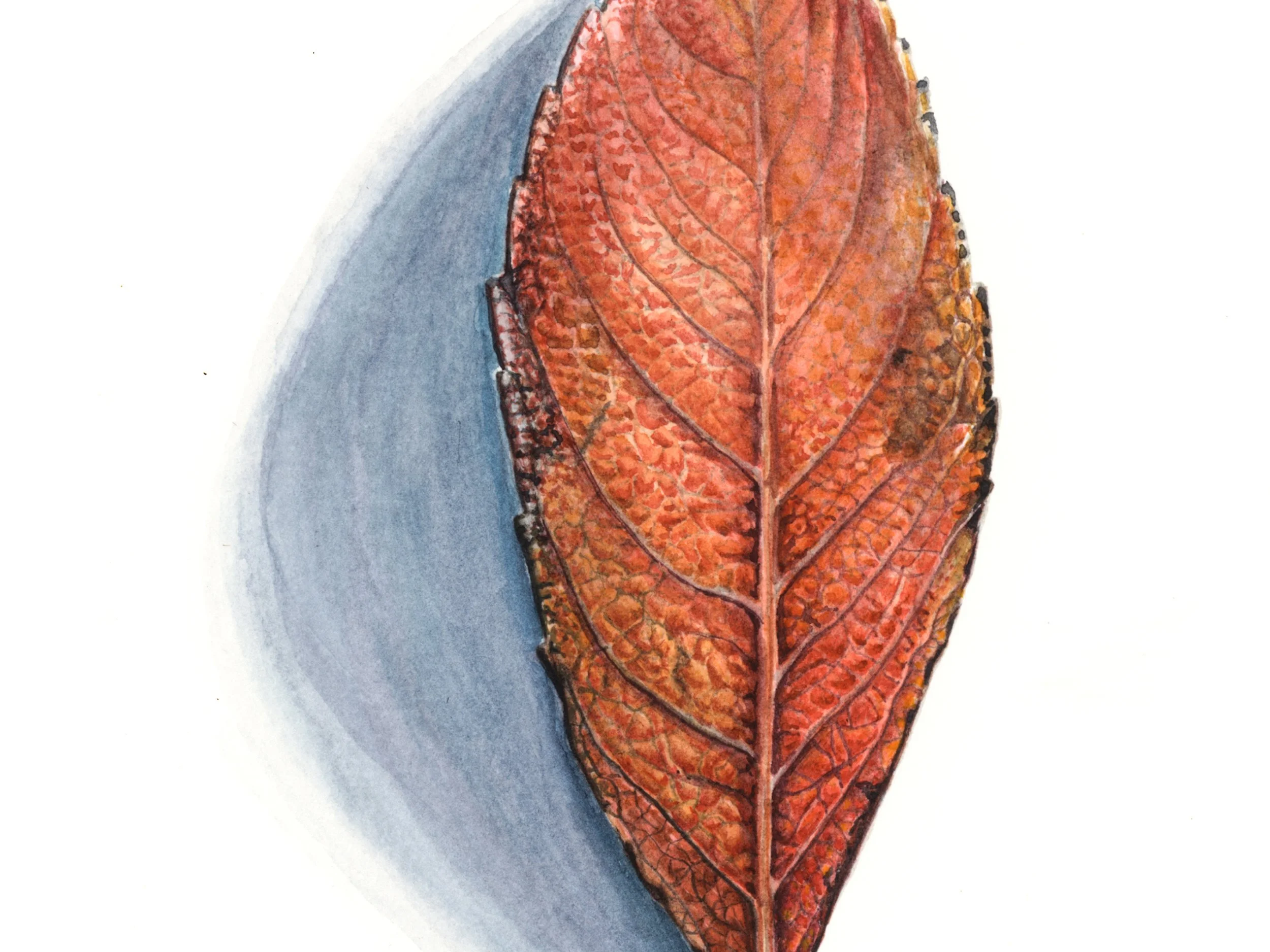 Cherry-Detail.jpg