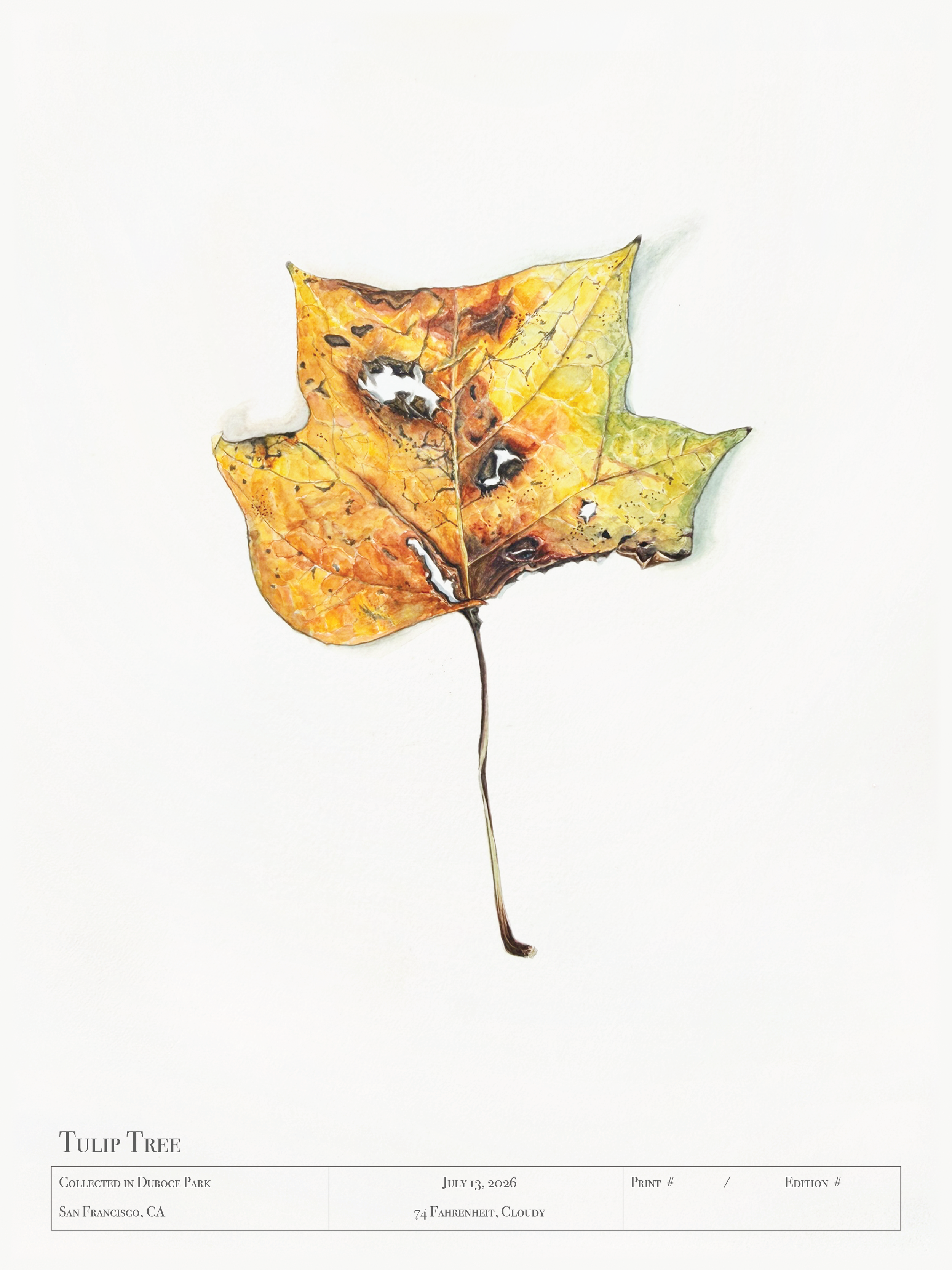 Duboce Park - Tulip Tree