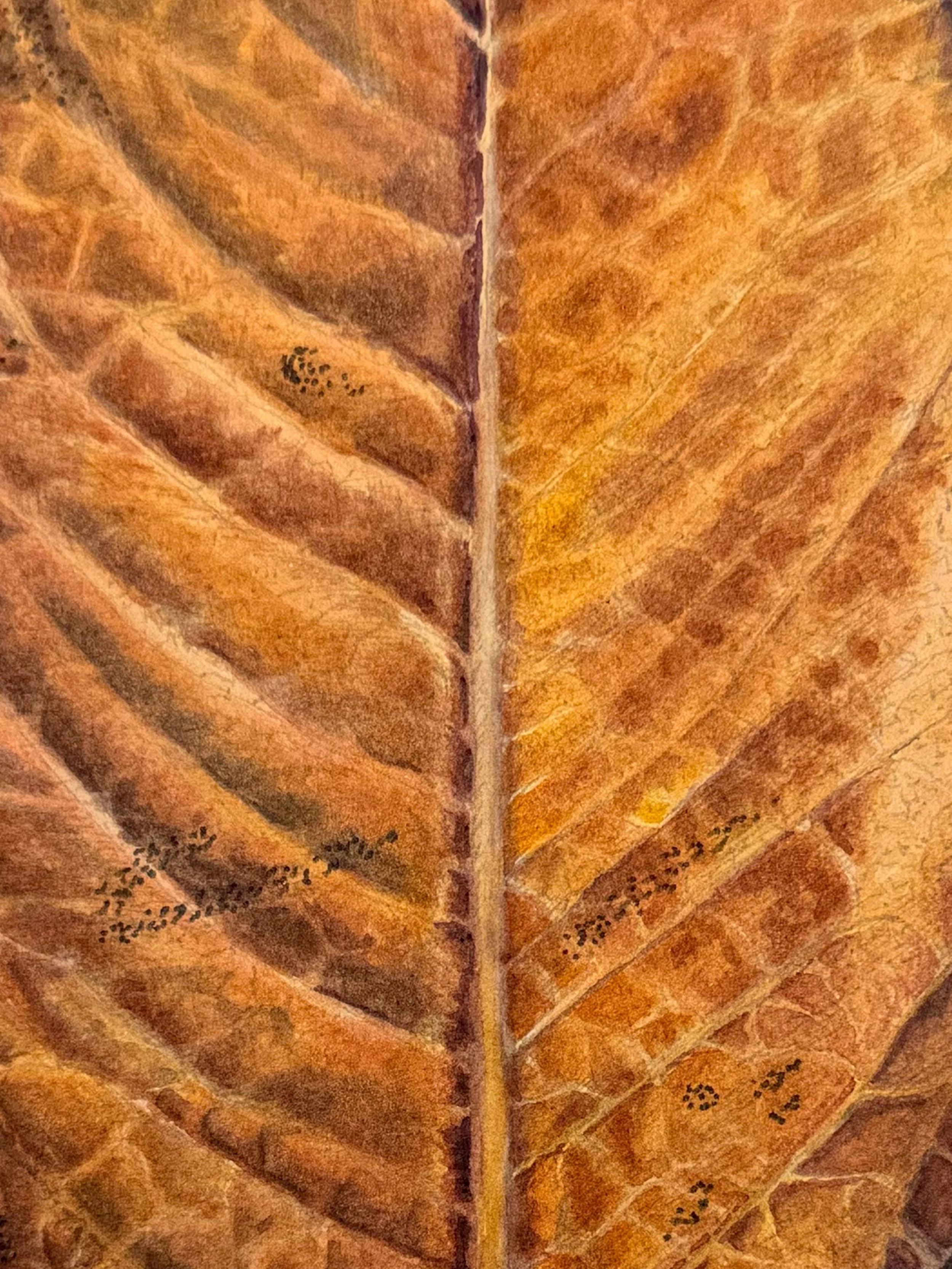 Boffi-Liza_Mission Dolores_Magnolia_Detail.jpg