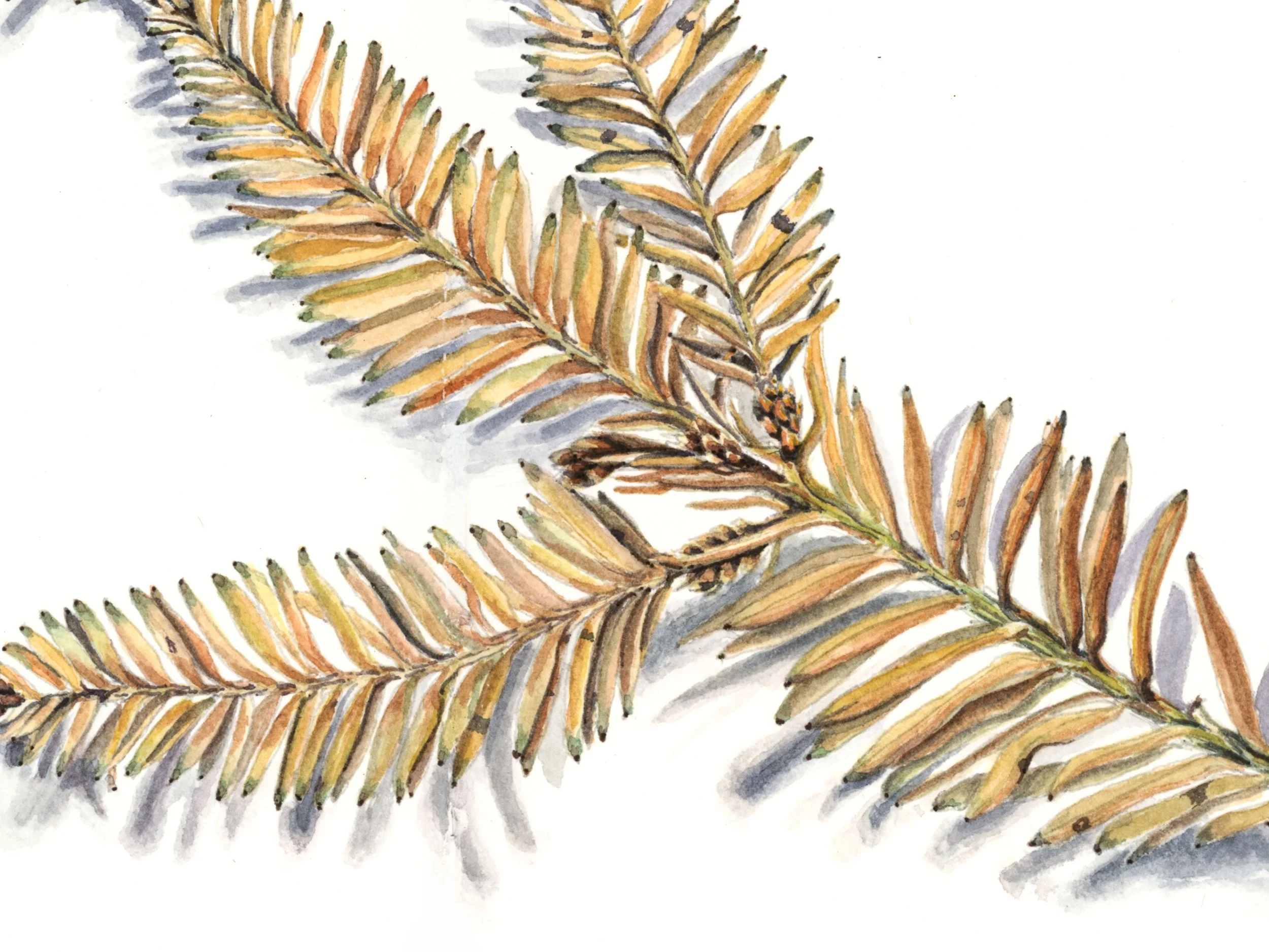 Buena Vista-Spruce.jpg