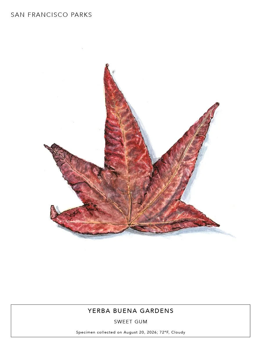 Sweet Gum.jpg