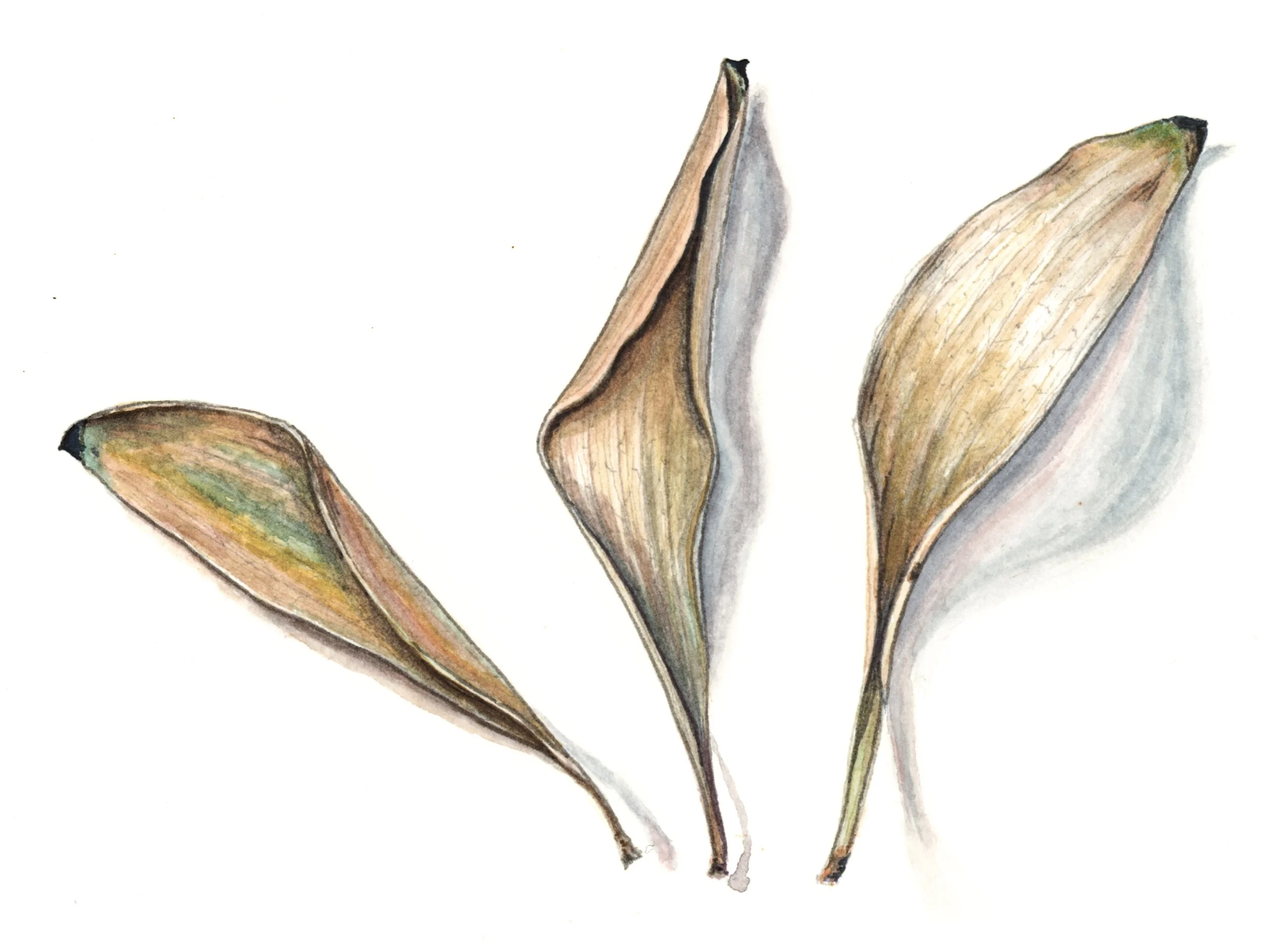 Blackwood Acacia-Detail.jpg