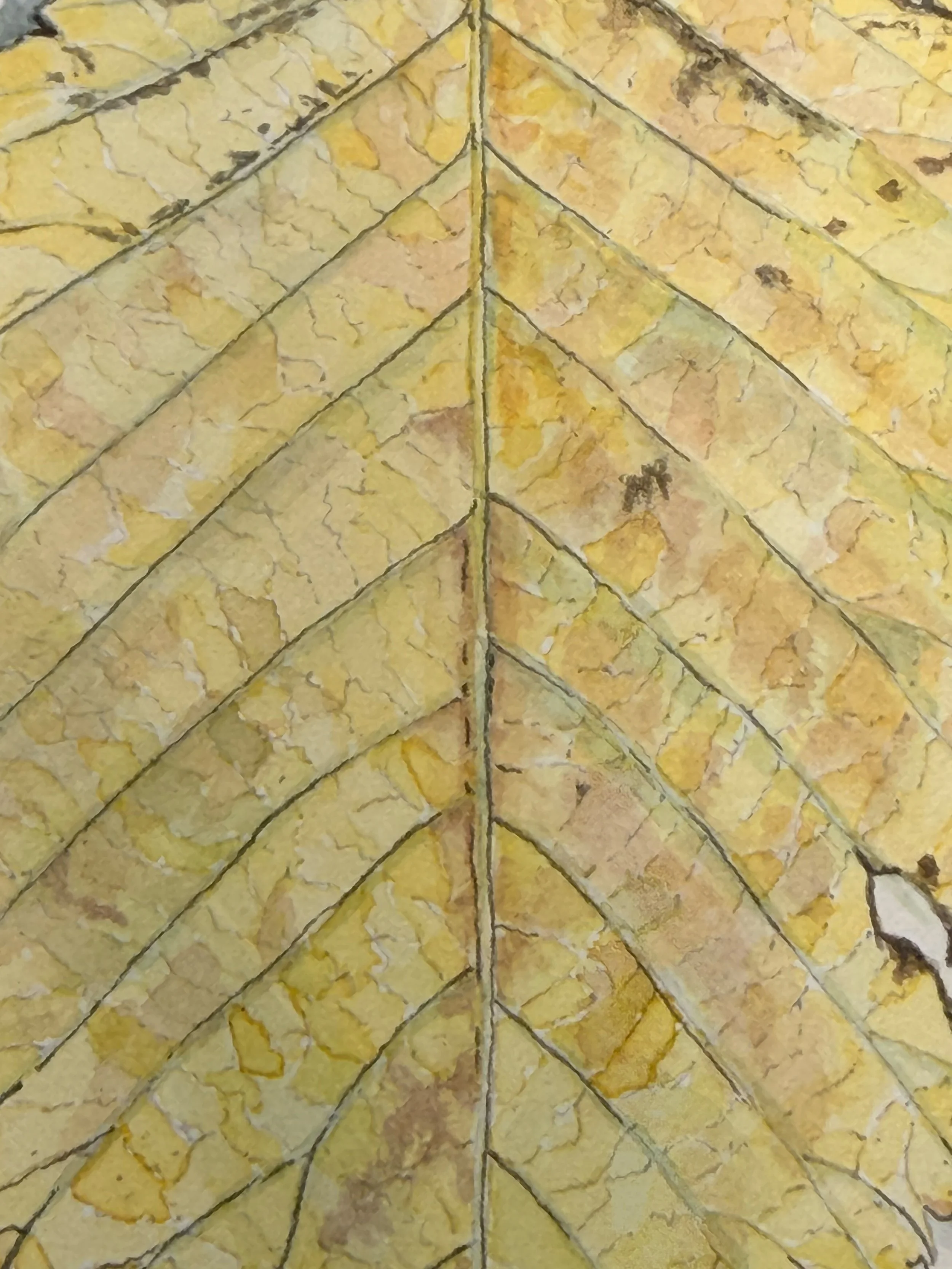 Elm Detail.jpg