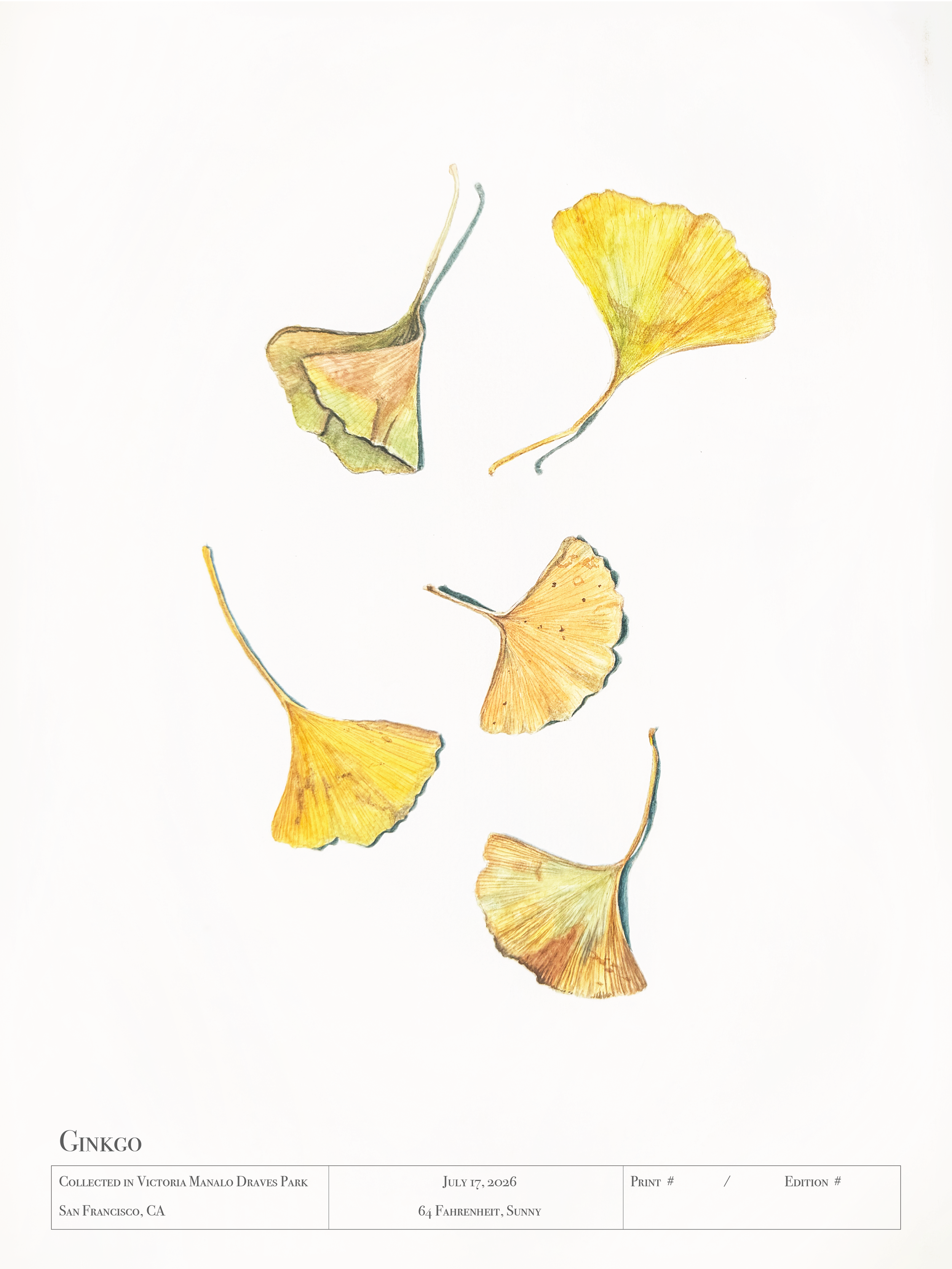 Victoria Manalo Draves Park - Ginkgo