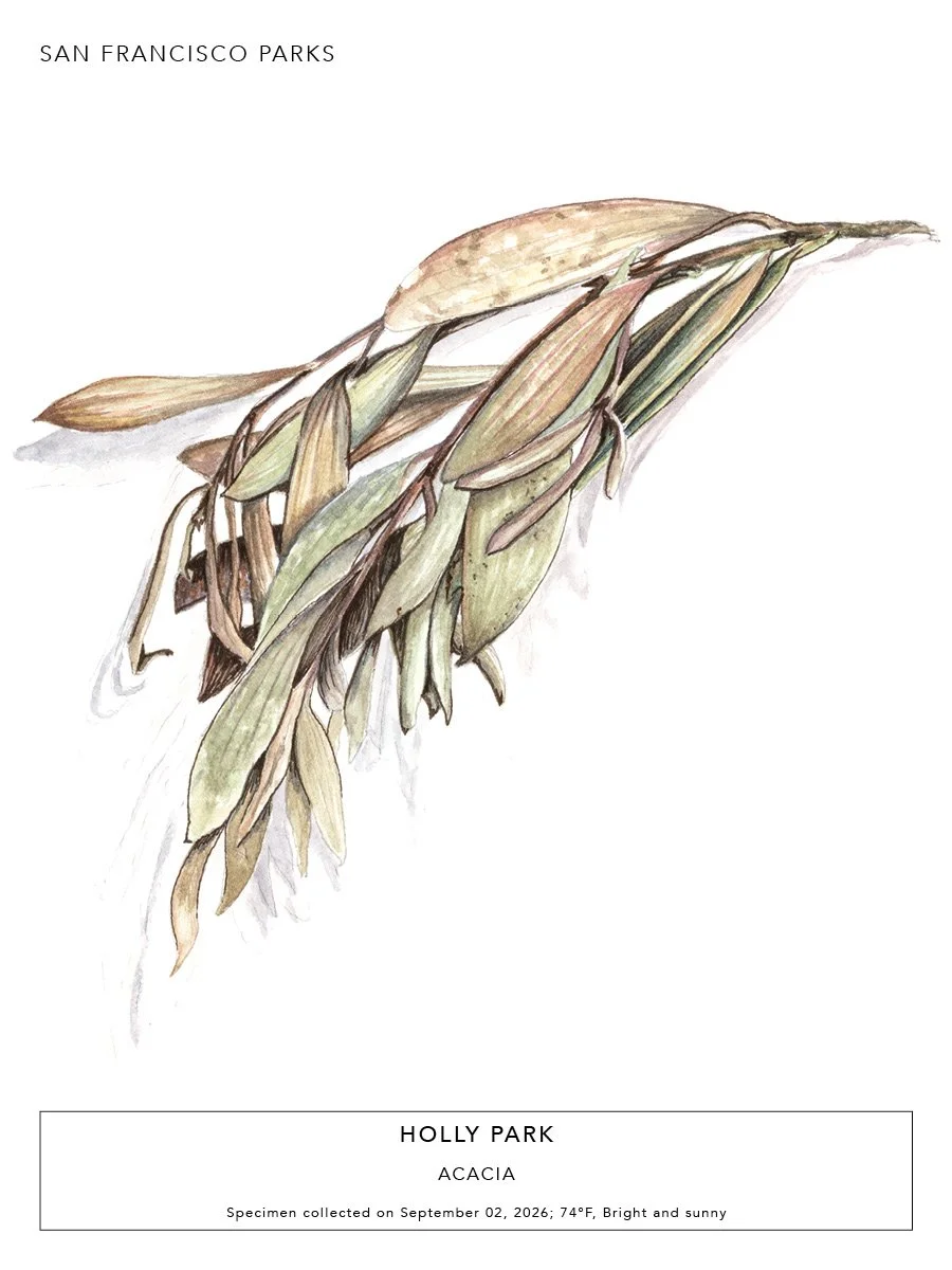 Acacia 2.jpg
