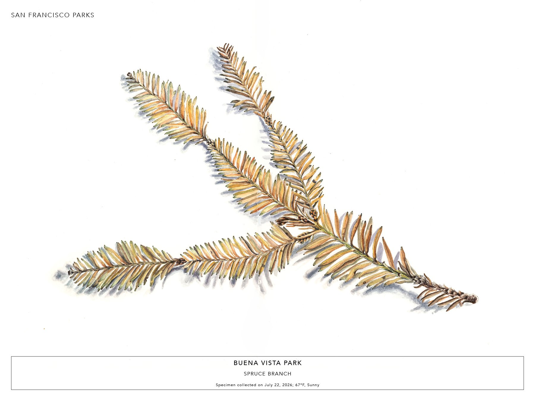 Buena Vista Park - Spruce Branch