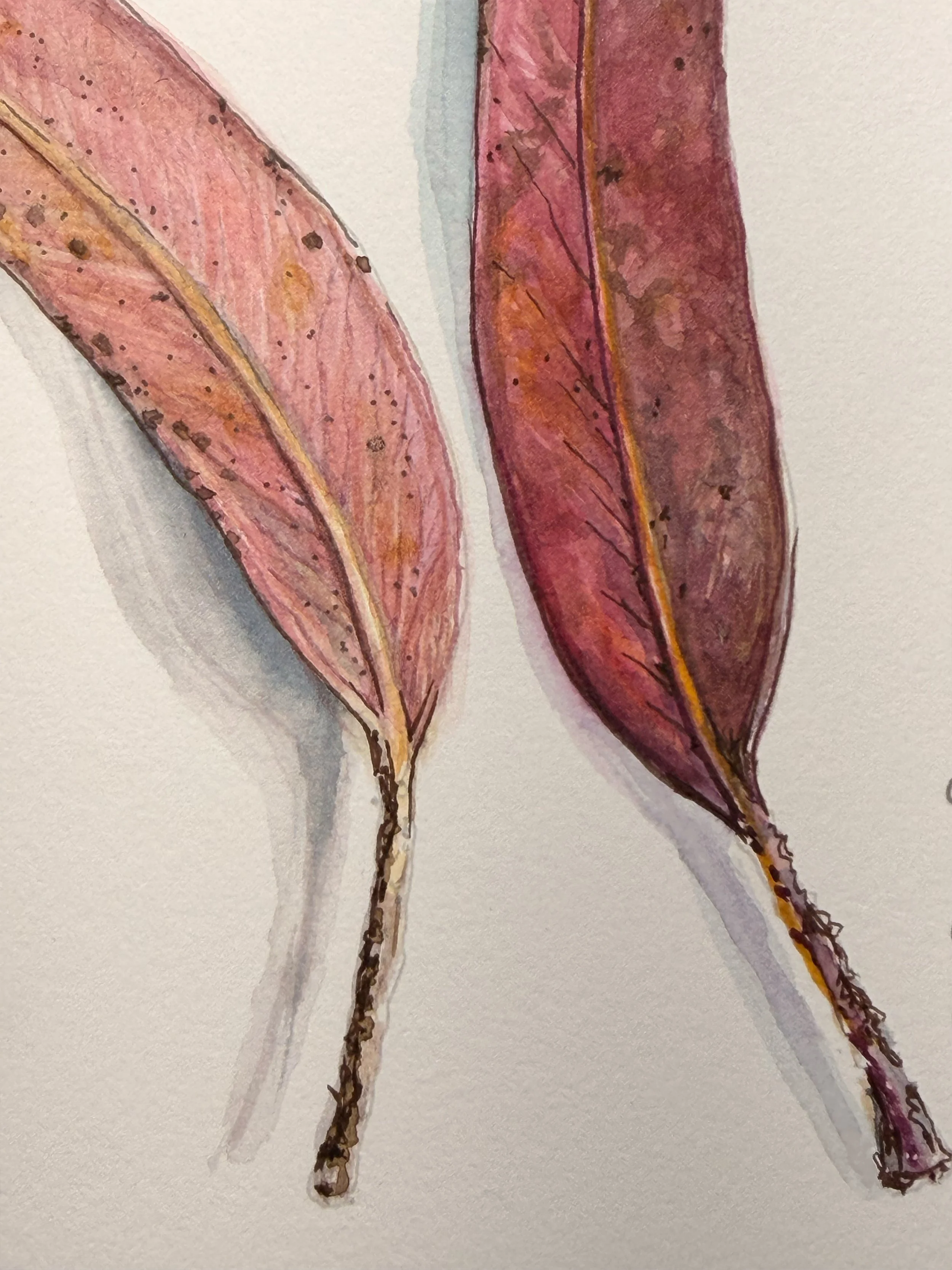 Eucalyptus-Detail.jpg