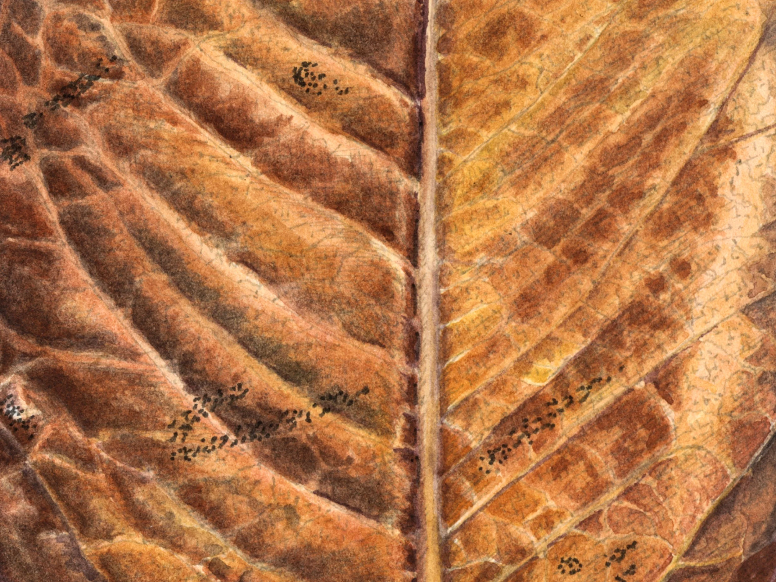 Magnolia-Detail.jpg