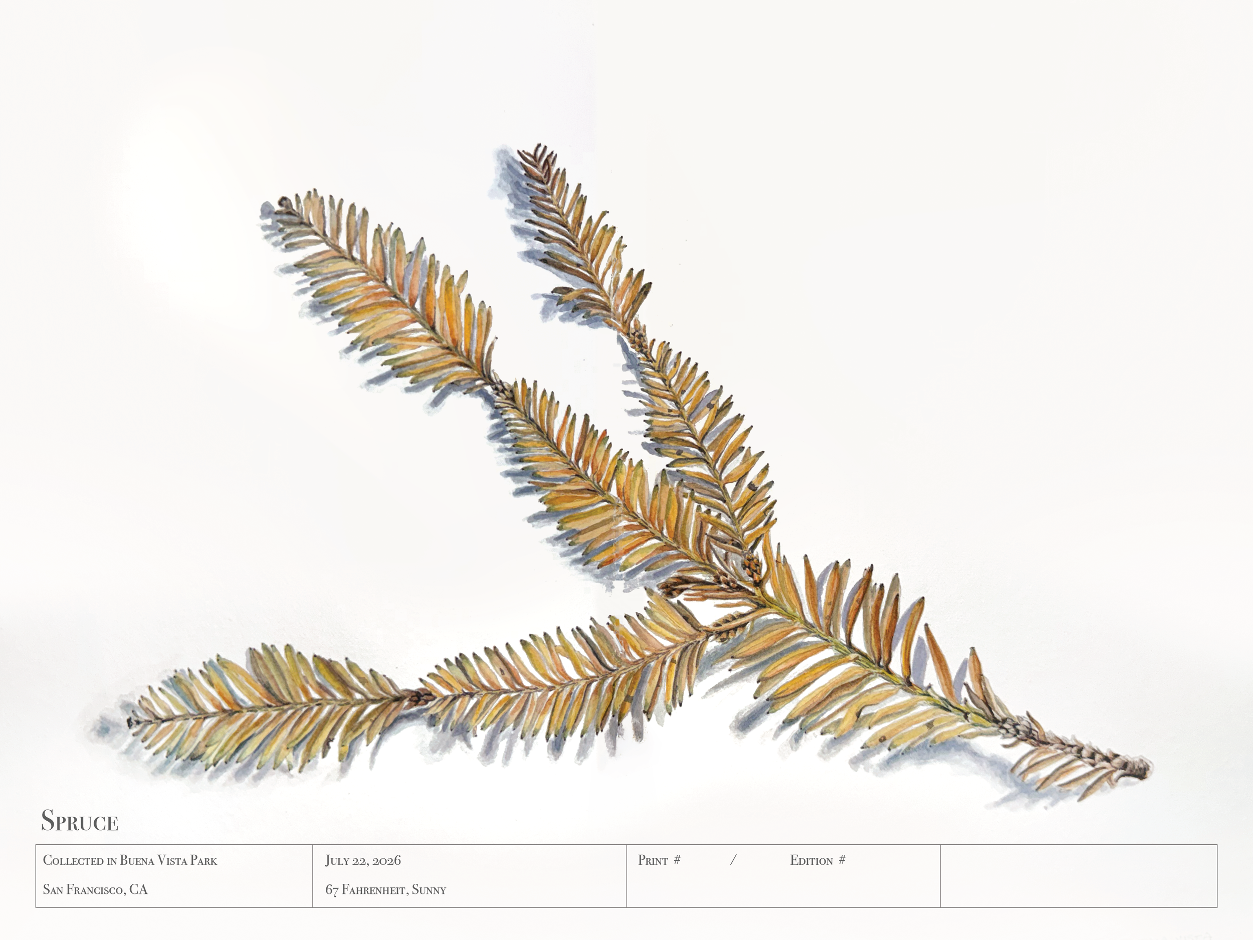 Buena Vista Park - Spruce Branch