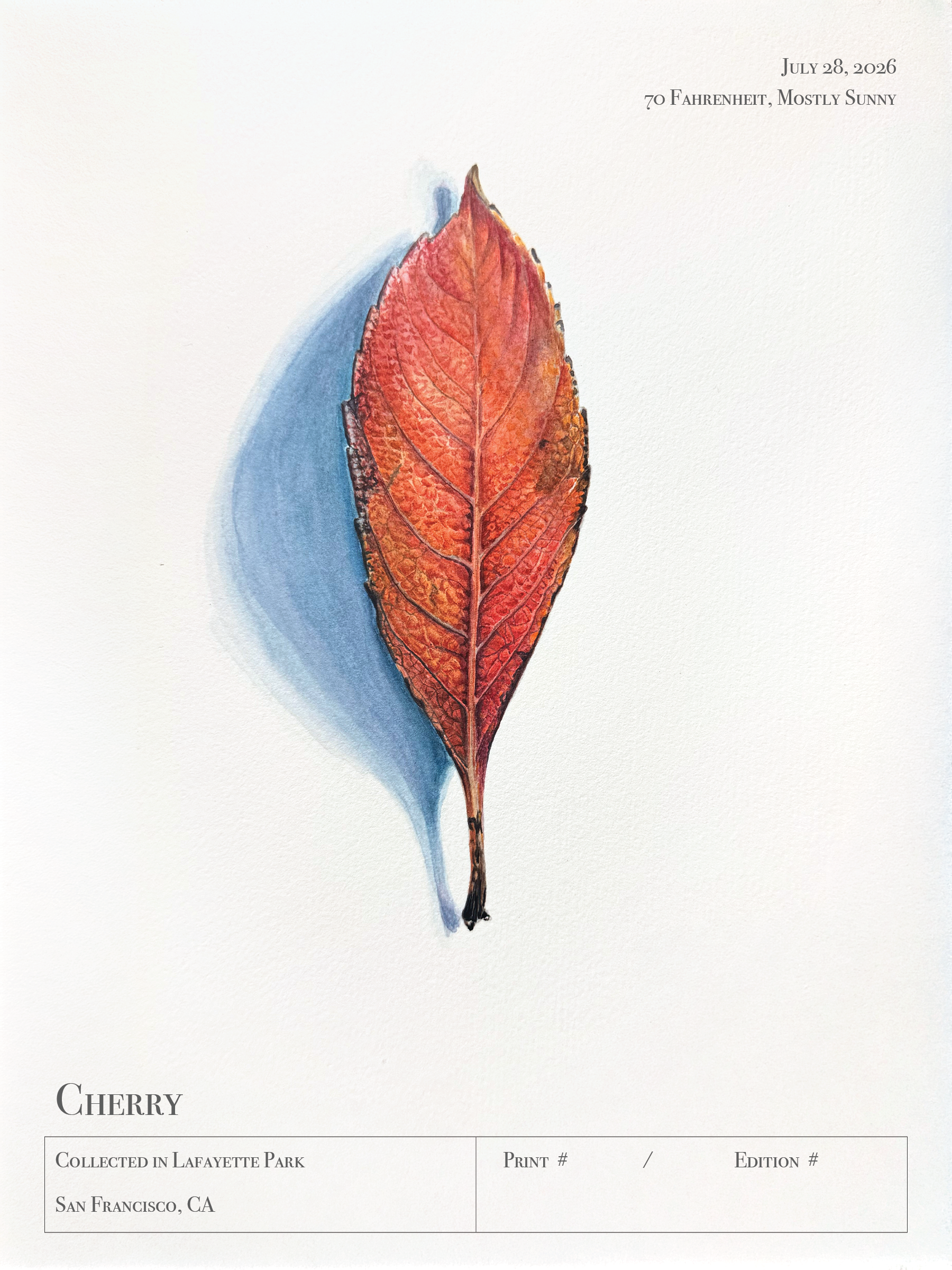 Lafayette Park - Cherry