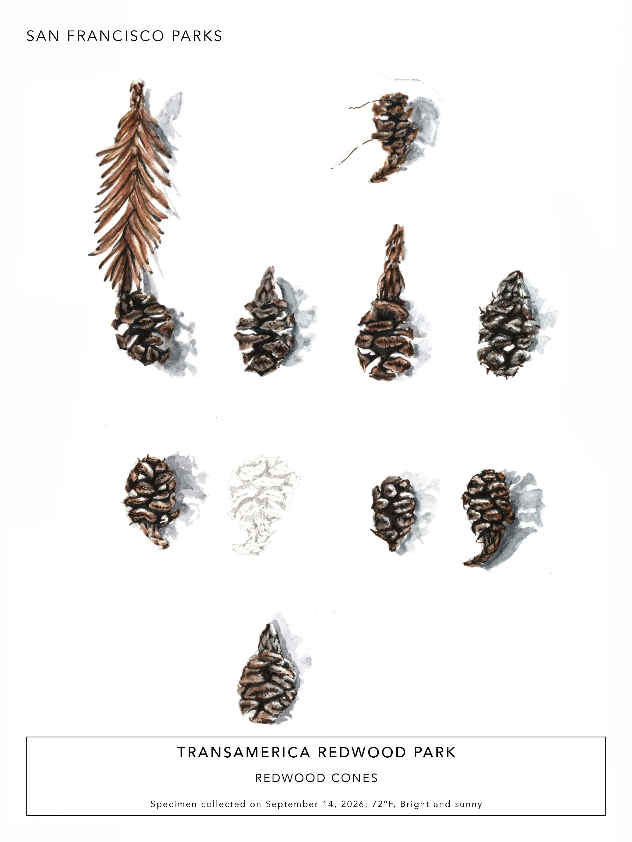 Transamerica Redwood Park_Cones.jpg