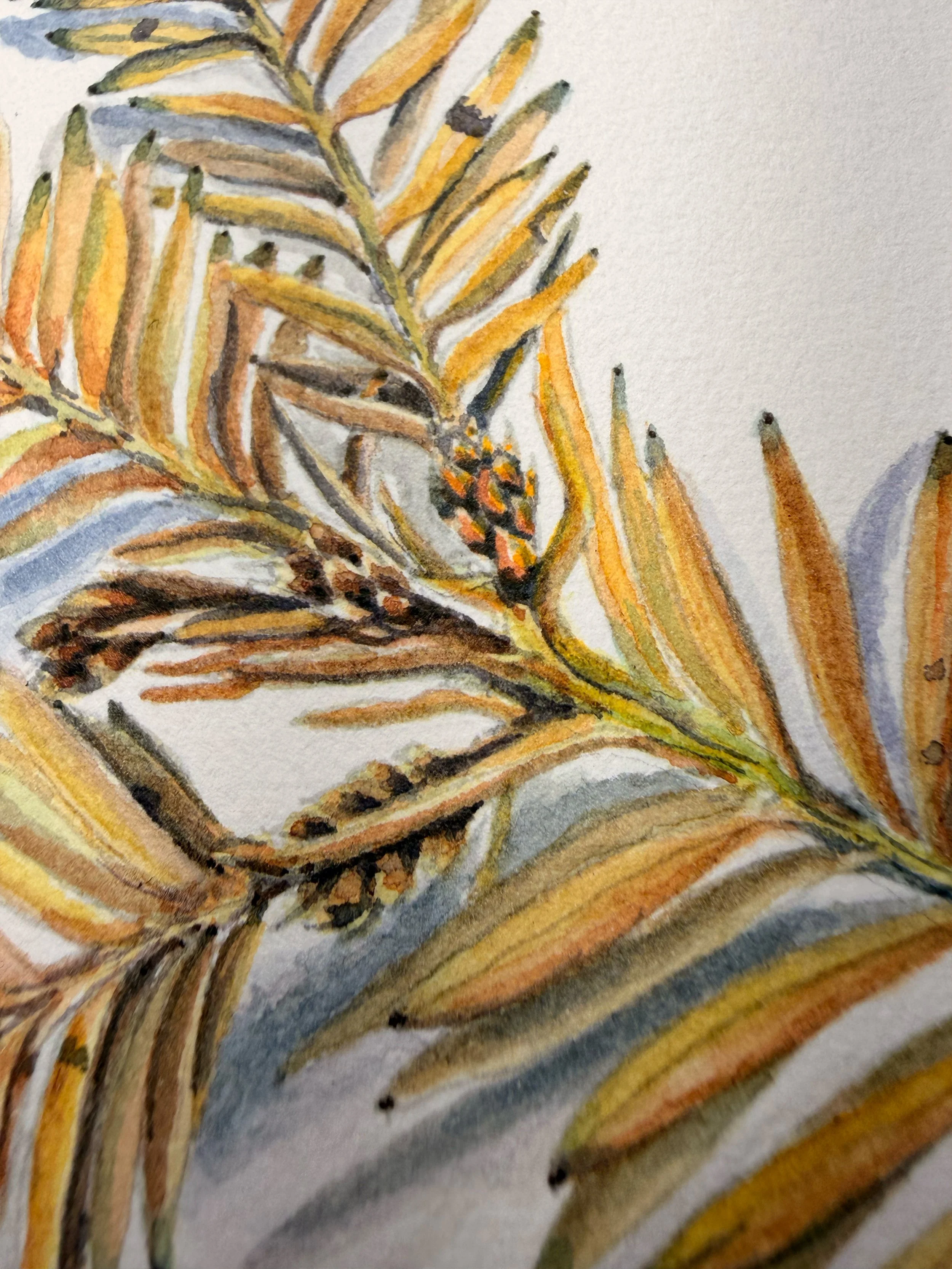 Spruce-Detail.jpg
