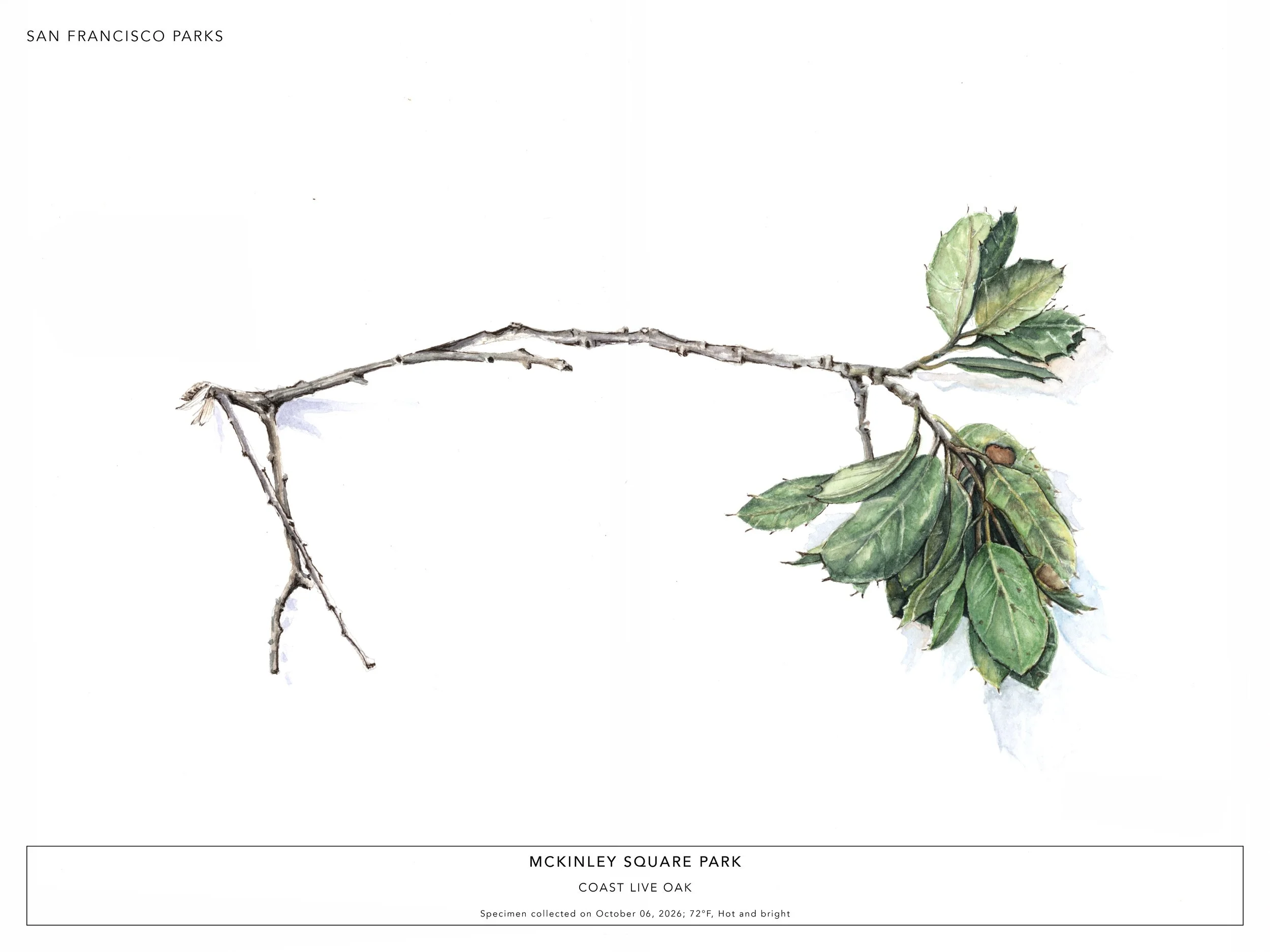 McKinley Square Park-Coast Live Oak.jpg