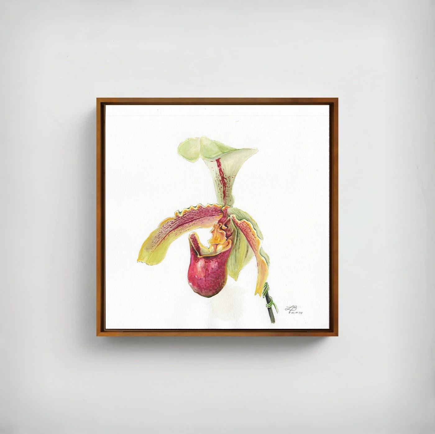Pitcher Orchid | Watercolor on Paper | 12 x 12 inches