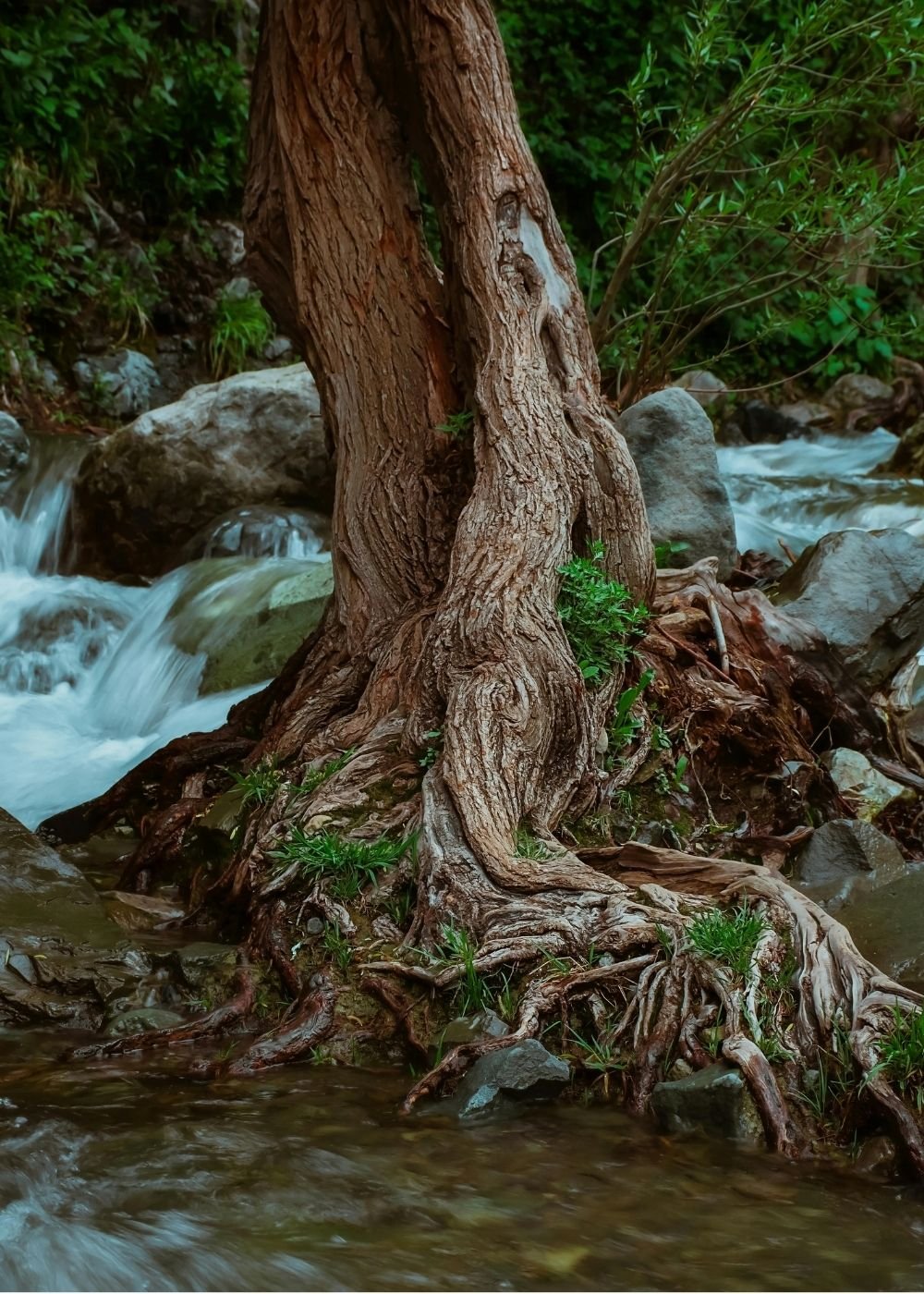 A tree growing on the bank of a flowing stream in a lush forest, with rocks and green vegetation around.