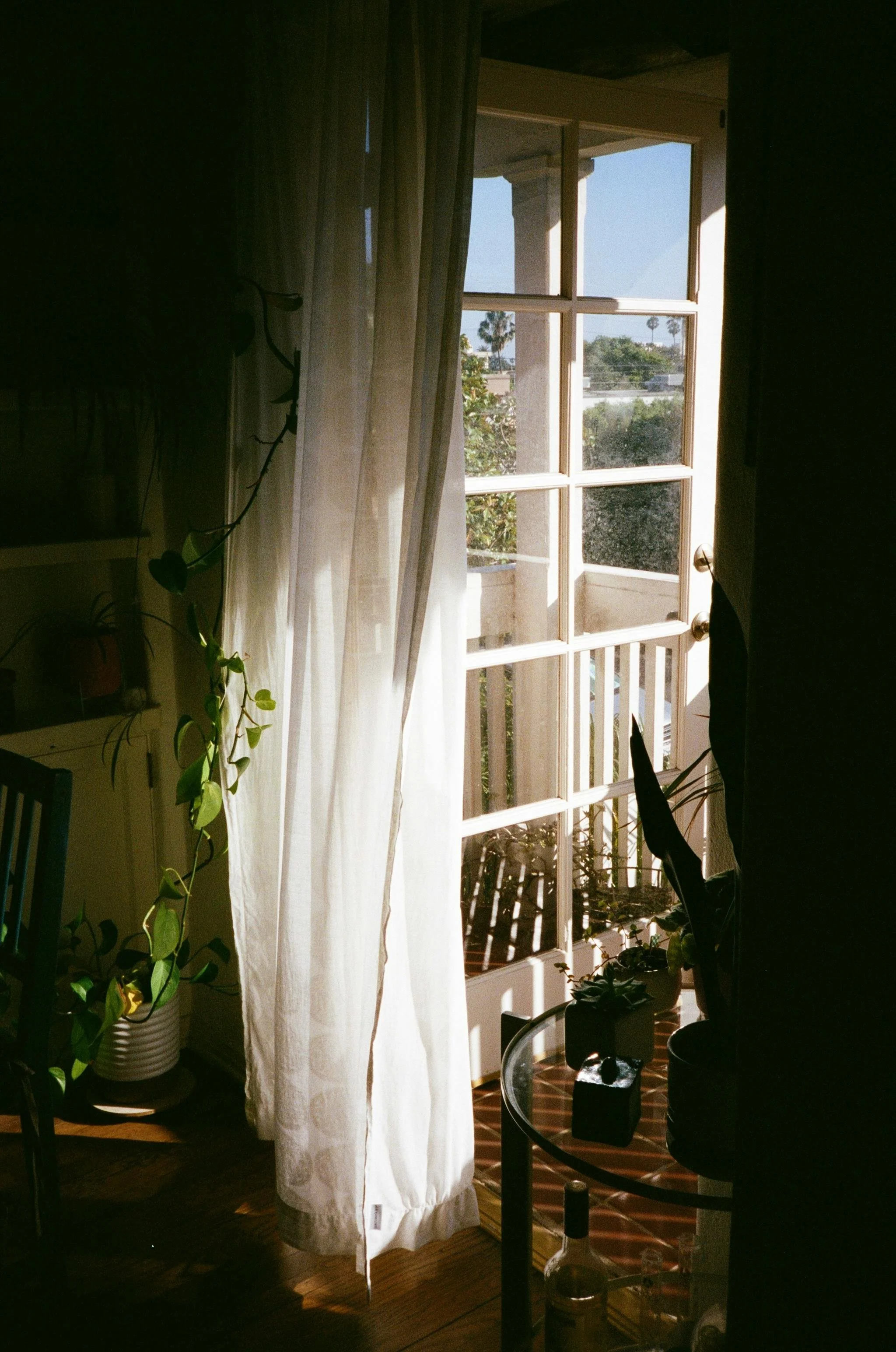 A sunlit interior view of a room with a large window showing trees and palm trees outside. The window is partially covered by light-colored curtains. Several potted plants are on the left and in front of the window, with a dark wooden table or stand nearby. The floor appears to be hardwood, and there's a railing or barrier with black posts and a glass panel in the foreground.