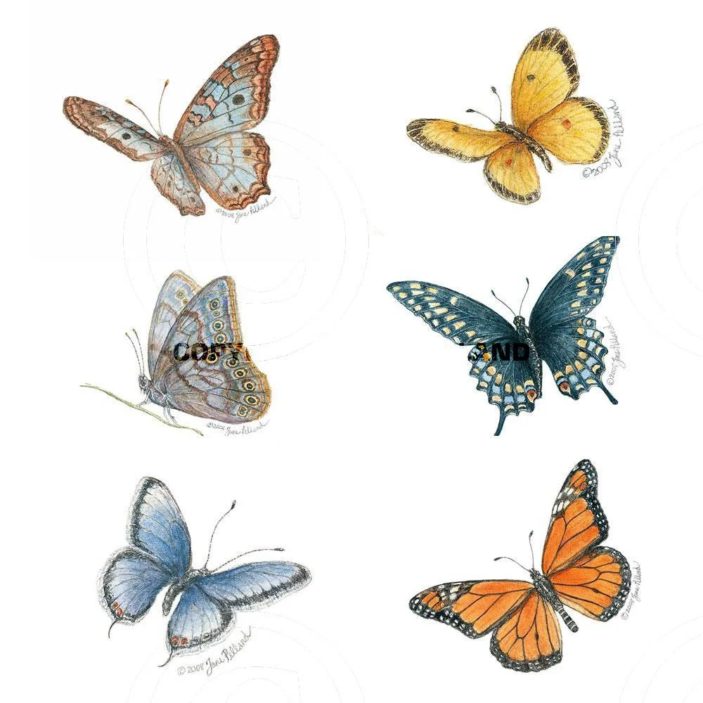 Assorted Butterflies