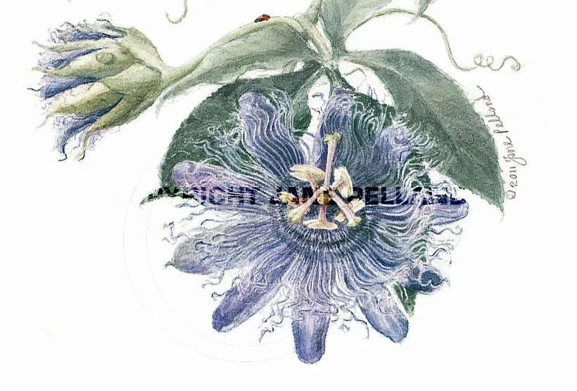 Passion Flower 1