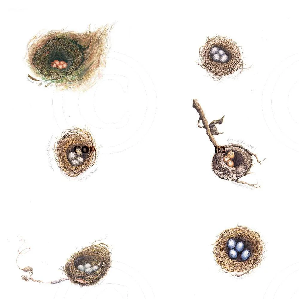 Assorted Bird Nests